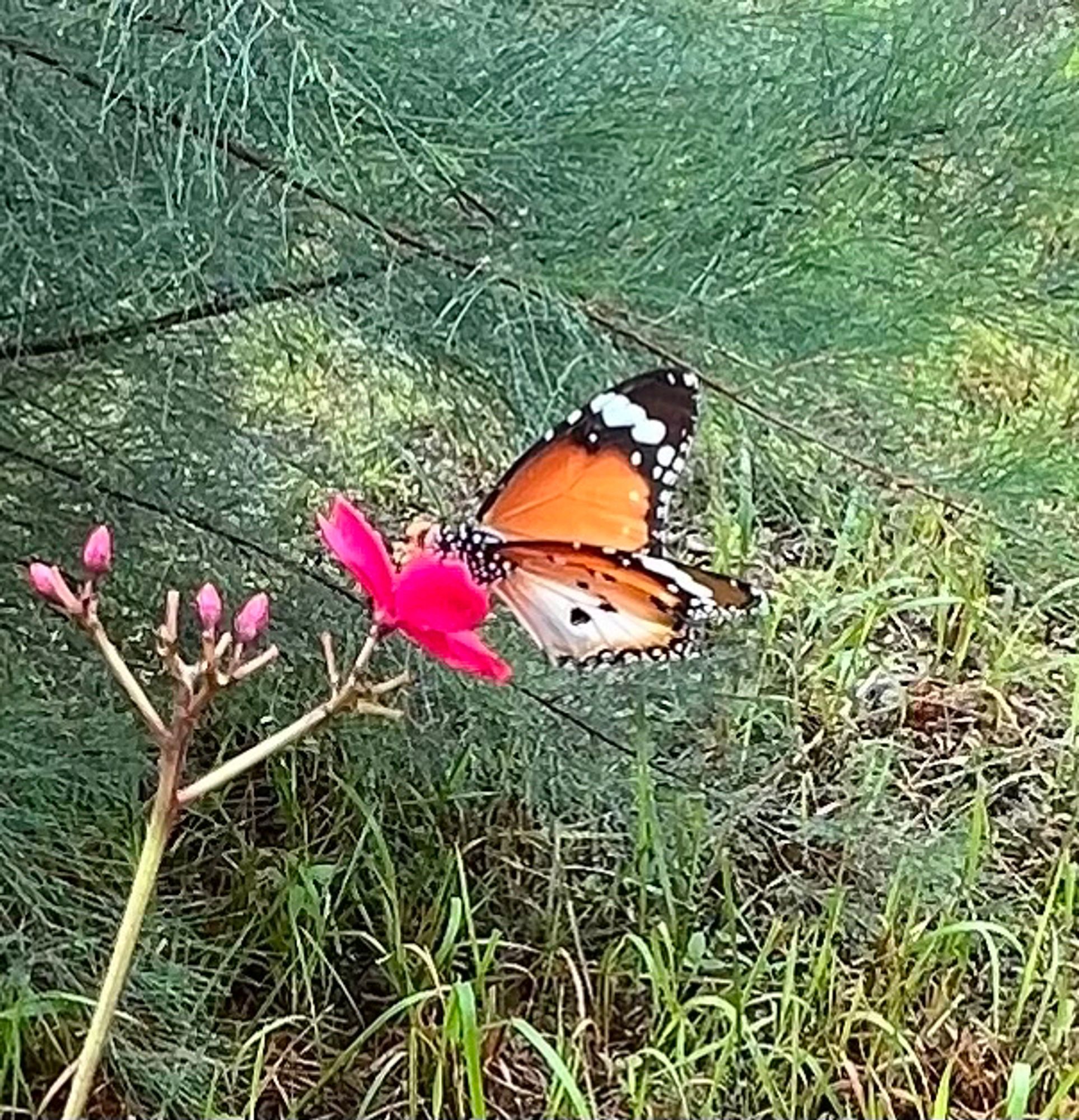 A orange and white butterfly with black margins on a red flower