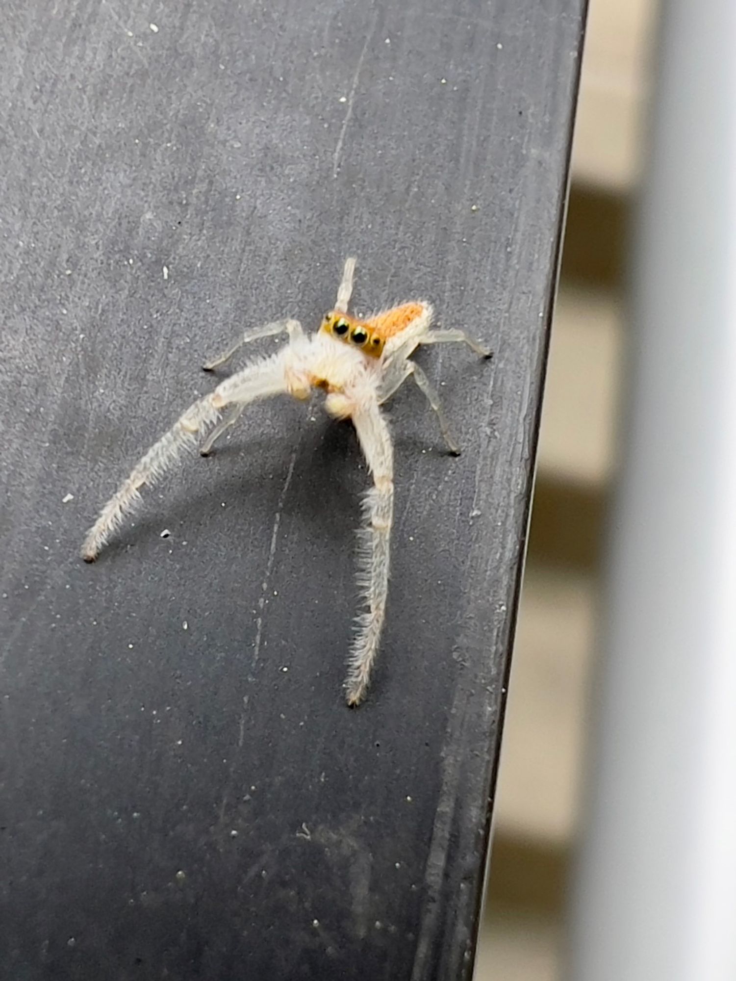 A brown jumping spider with big white fuzzy front legs that look like a big mustache