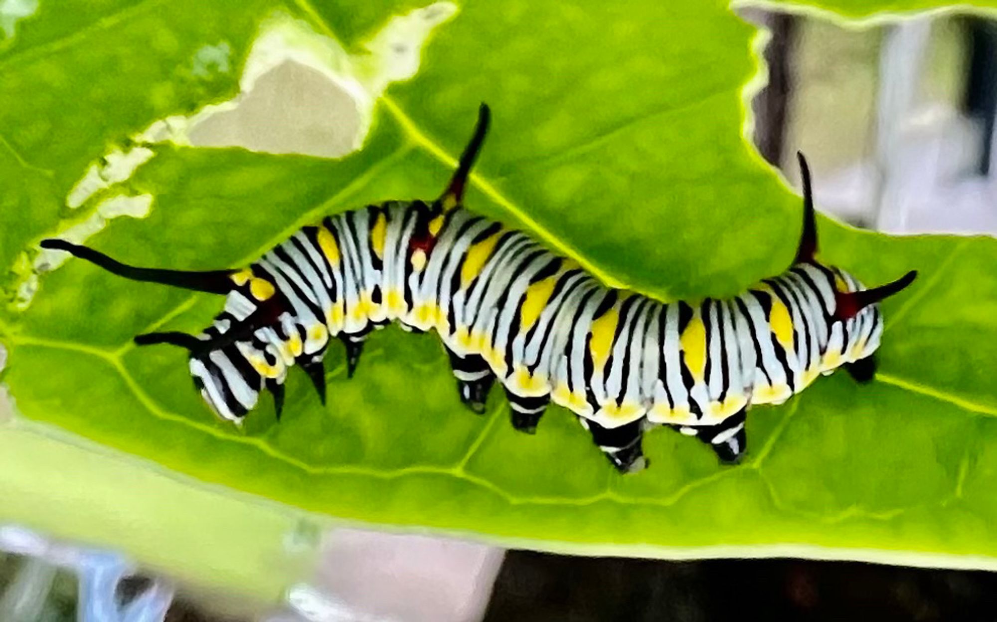 Aa black and white and yellow striped caterpillar taking a stroll on a partially eaten leaf.