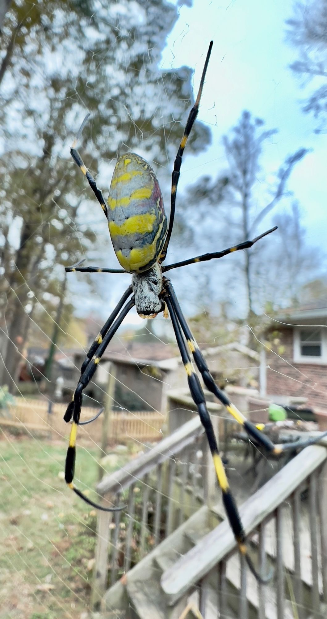 Joro  with yellow and silver stripes in her web. She has a silver head and black legs with yellow stipes. She is about 3 inches including her legs