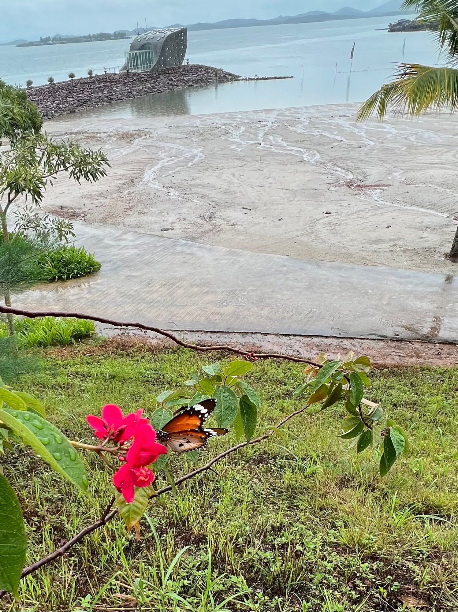 An orange, black and white butterfly on a red flower in the foreground and a sandy beach and the South China Sea in the background. Islands can be seen in the distance