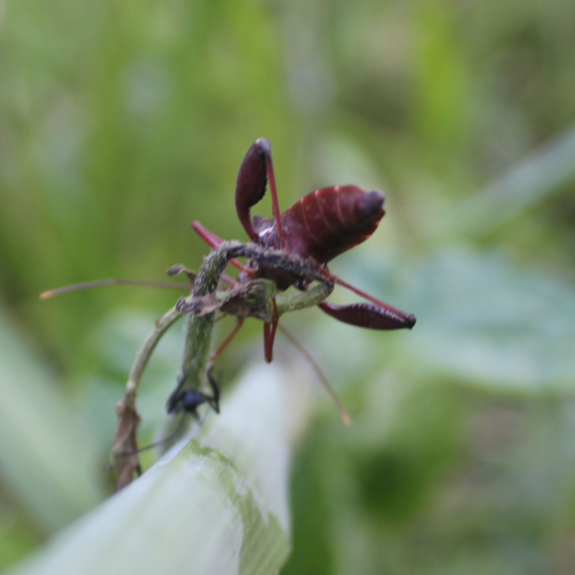 an underside view of an insect with thick lower leg, the insect is hanging on a vine coming out of thicker stem