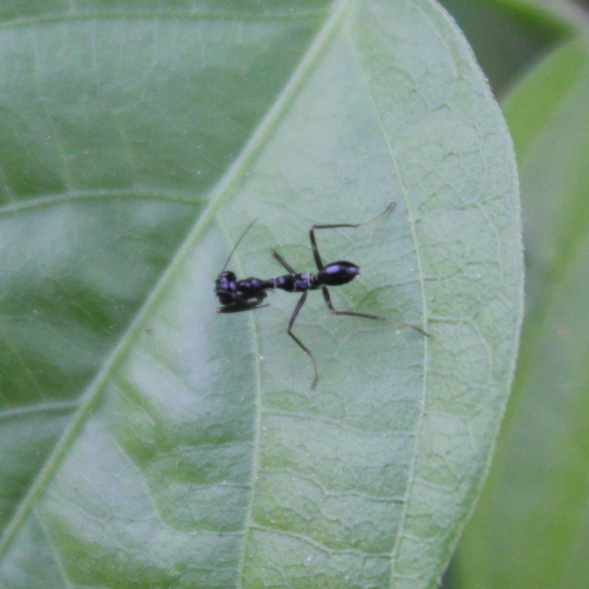 a black praying mantis ant mimic on a green leaf