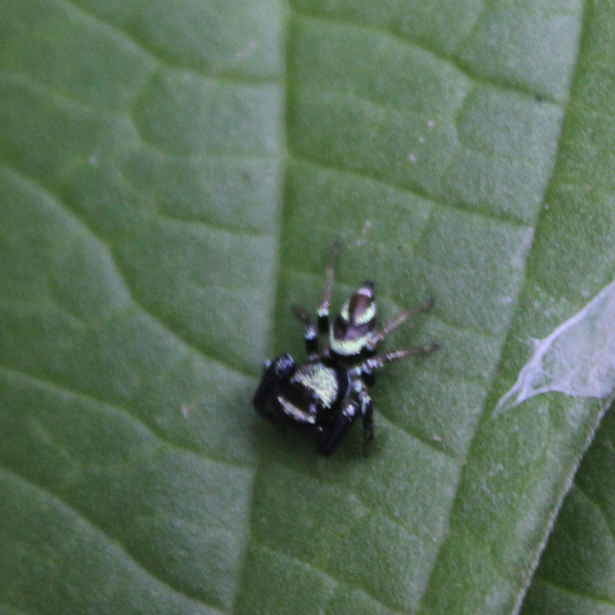 metallic grey spider on green leaf, a thin white silk visible on its right