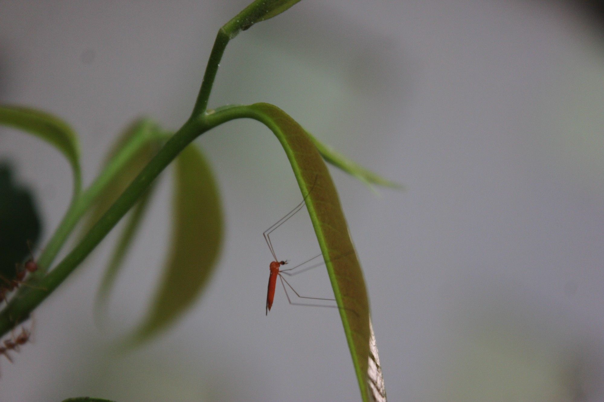 an orange cranefly hanging on a newly emerged droopy leaf