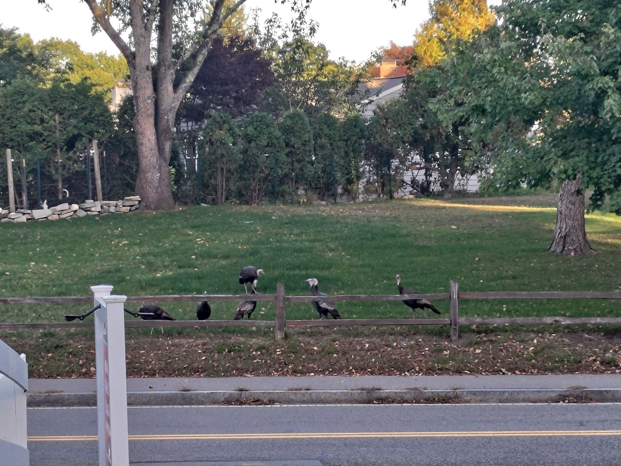 A bunch of turkeys