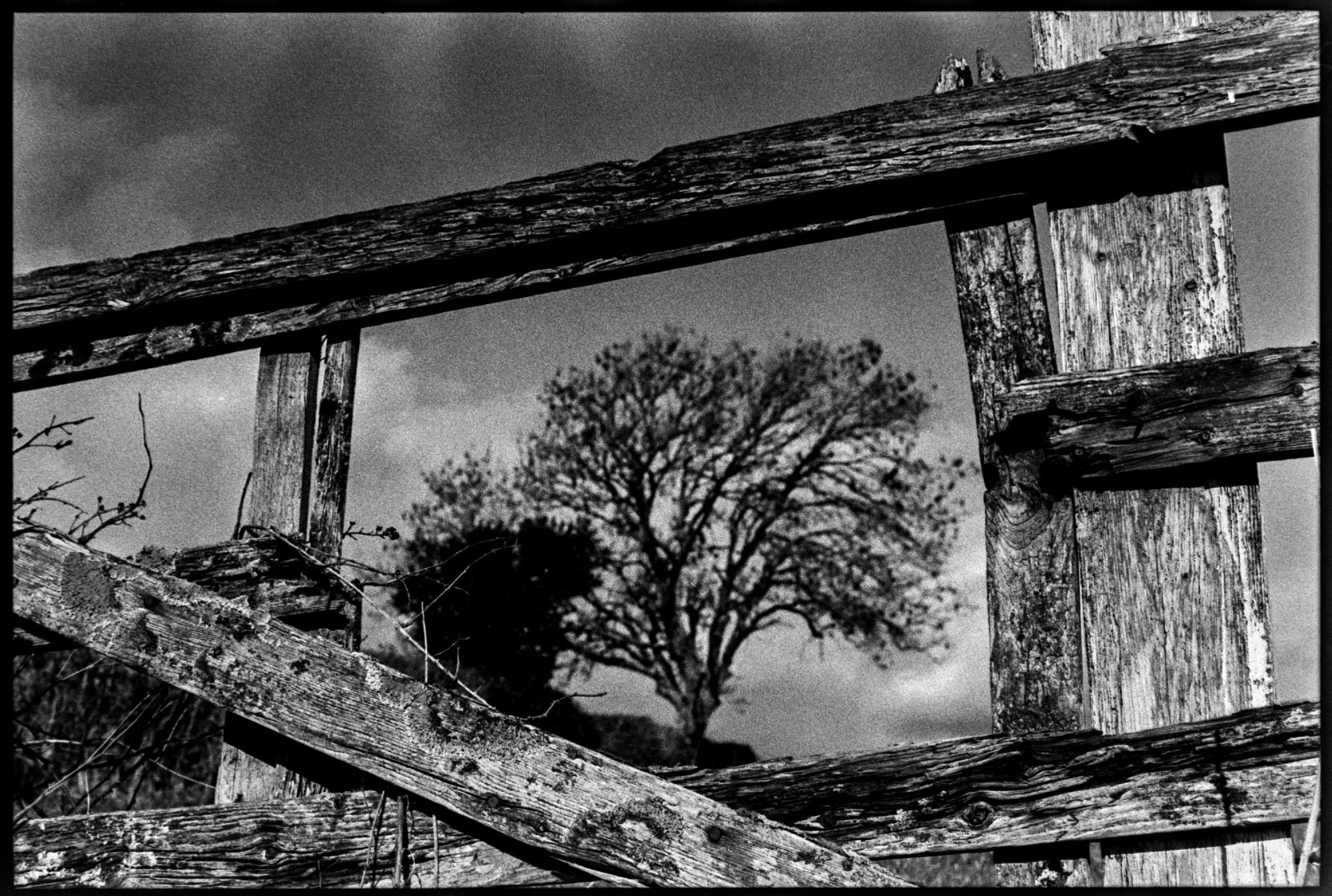 A tree seen through the gap in a ruined gate