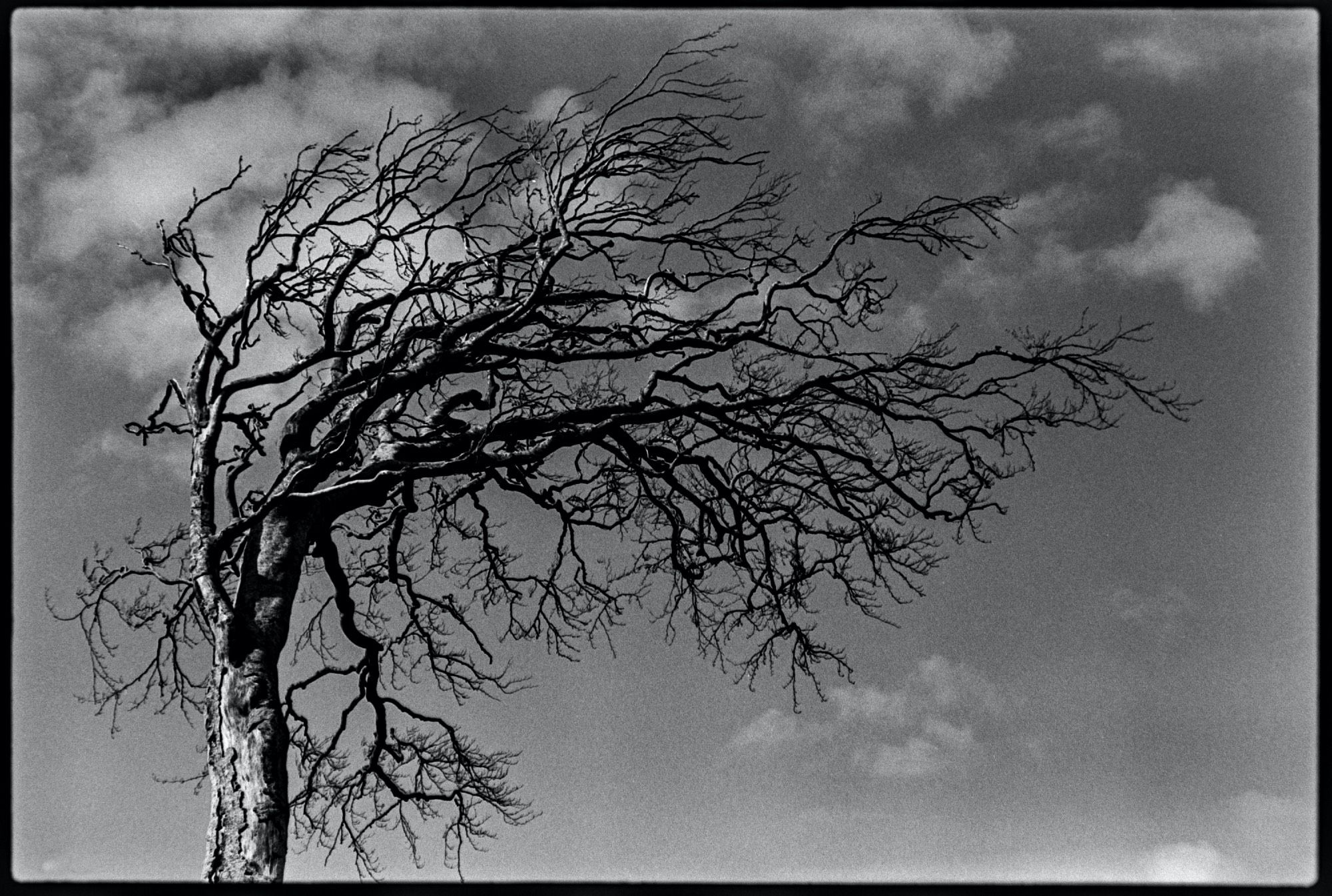 A bare beech tree against the sky