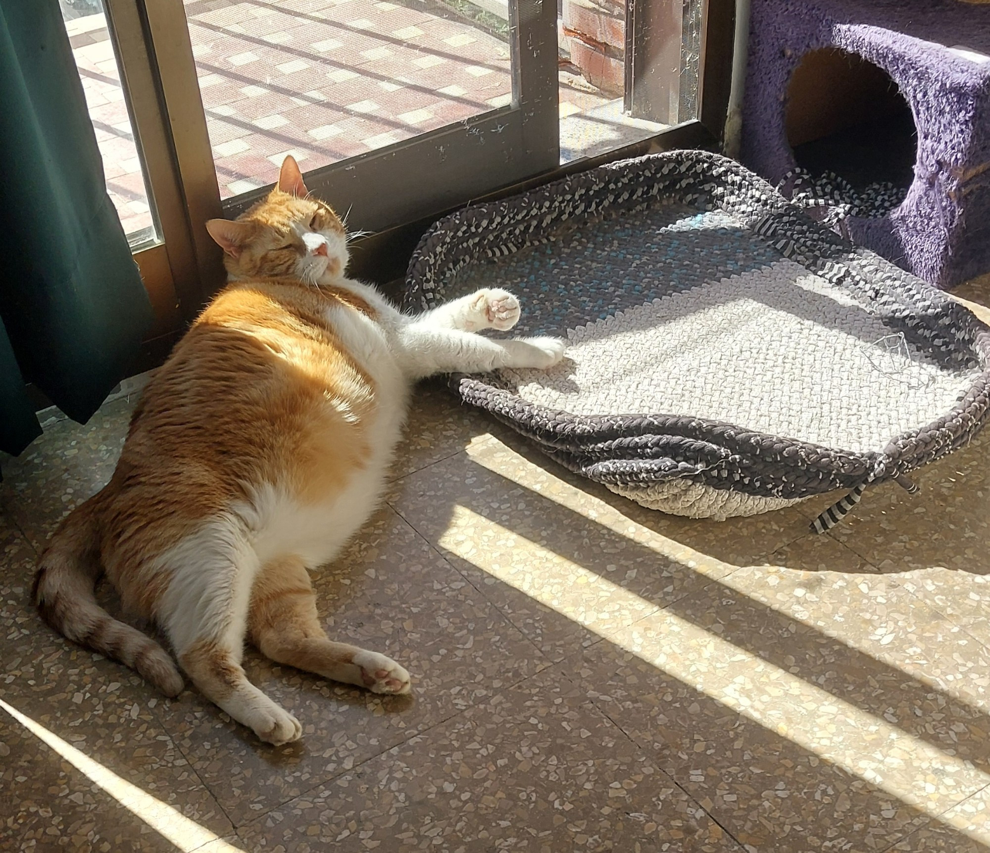 Una absoluta unidad de gato naranja y blanco, tirado en el suelo junto a una camita de trapillo, en vez de sobre ella. 