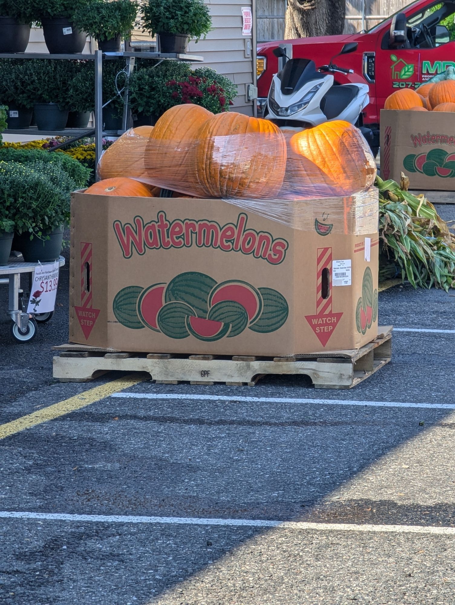 A box labeled watermelons full of objects that look suspiciously like pumpkins