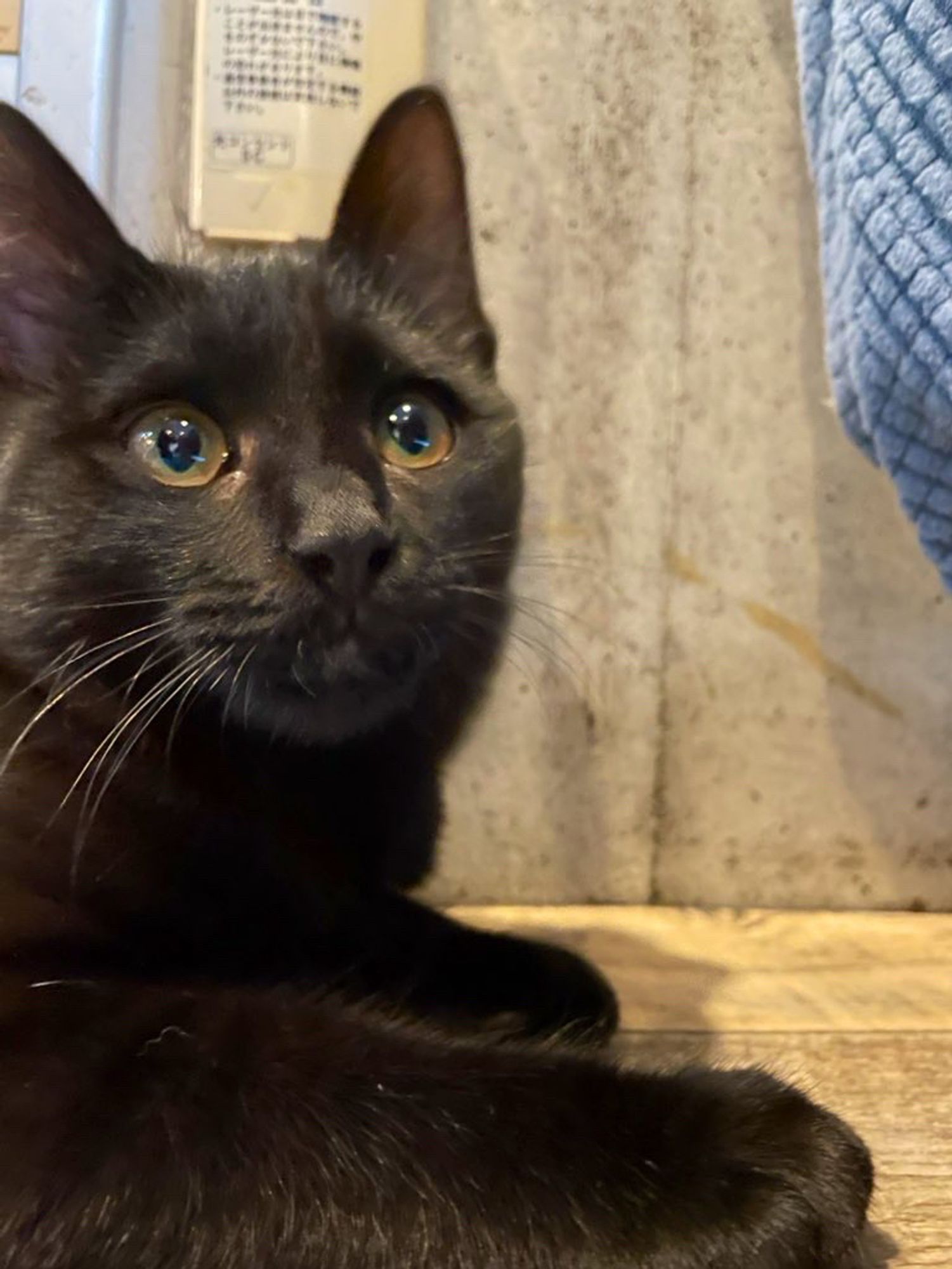 ソファー🛋️の下に誰かいるのにゃ…とうったえる黒猫、くろぽっちちゃん