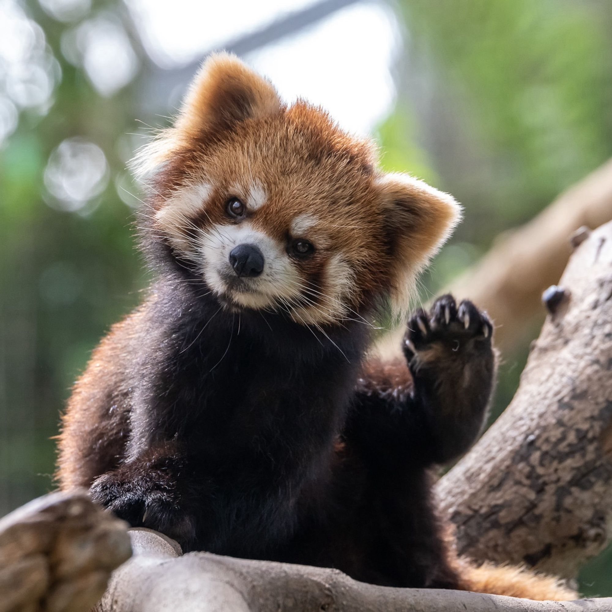 red panda