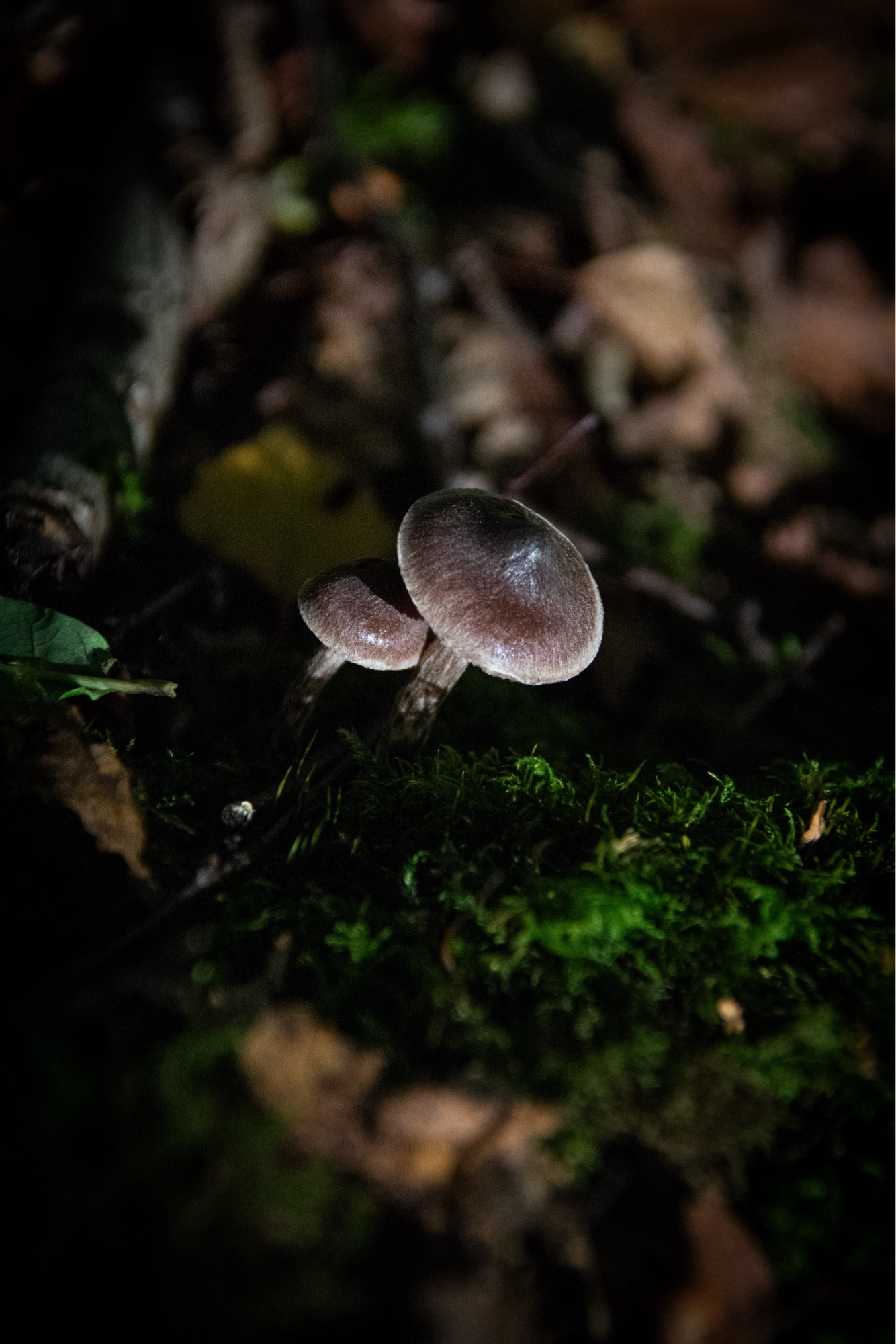 2 small black and white capped mushrooms in some moss, artfully lighted