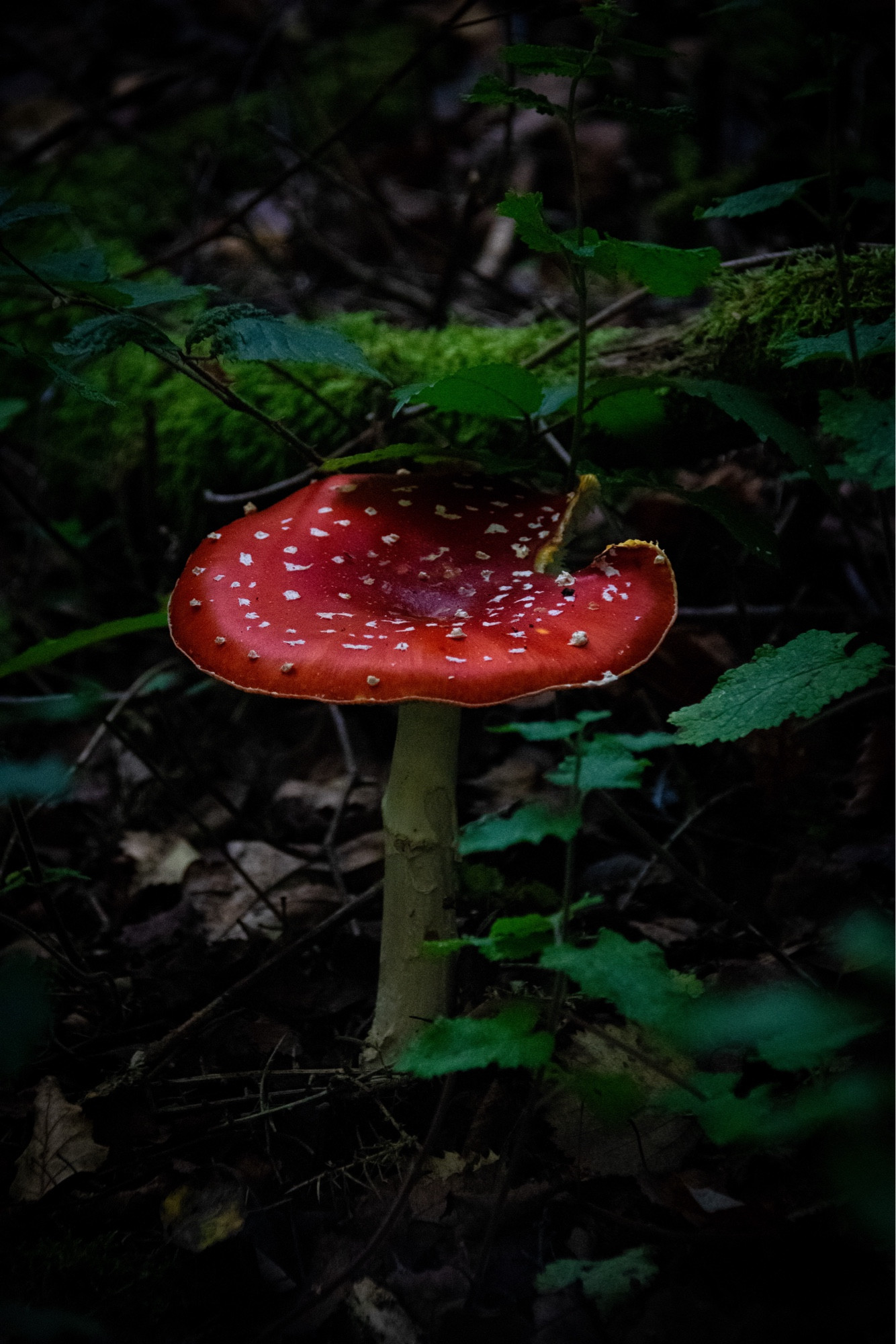 a single big red fly agaric, a split in the back right side of the cap, otherwise a beautiful specimen. sat amongst dark brown leaves and dark green foliage