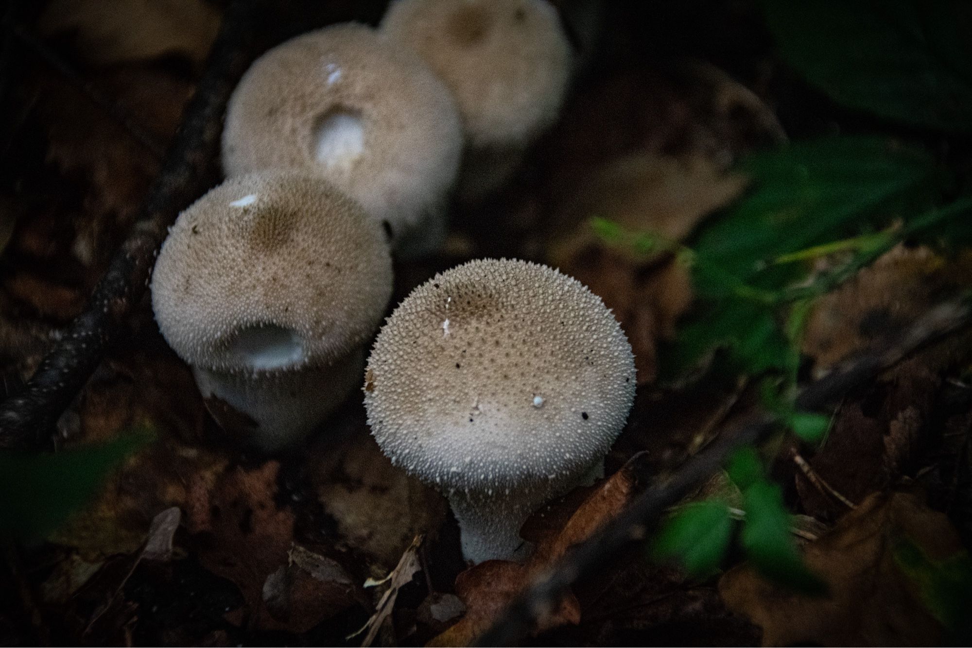 several young puffball mushrooms