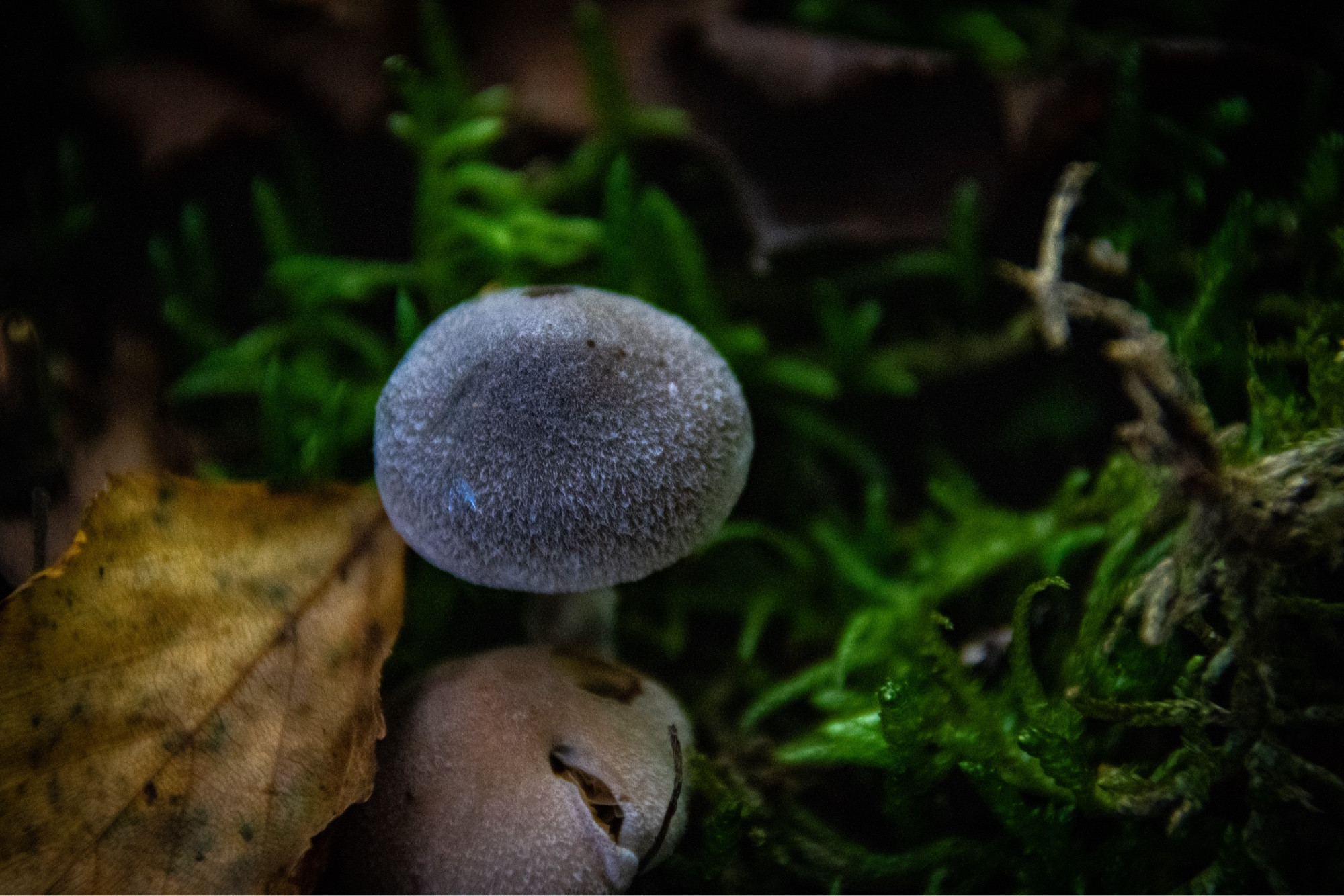 a small blue-ish mushroom that looks almost furry, sitting in some moss and leaves