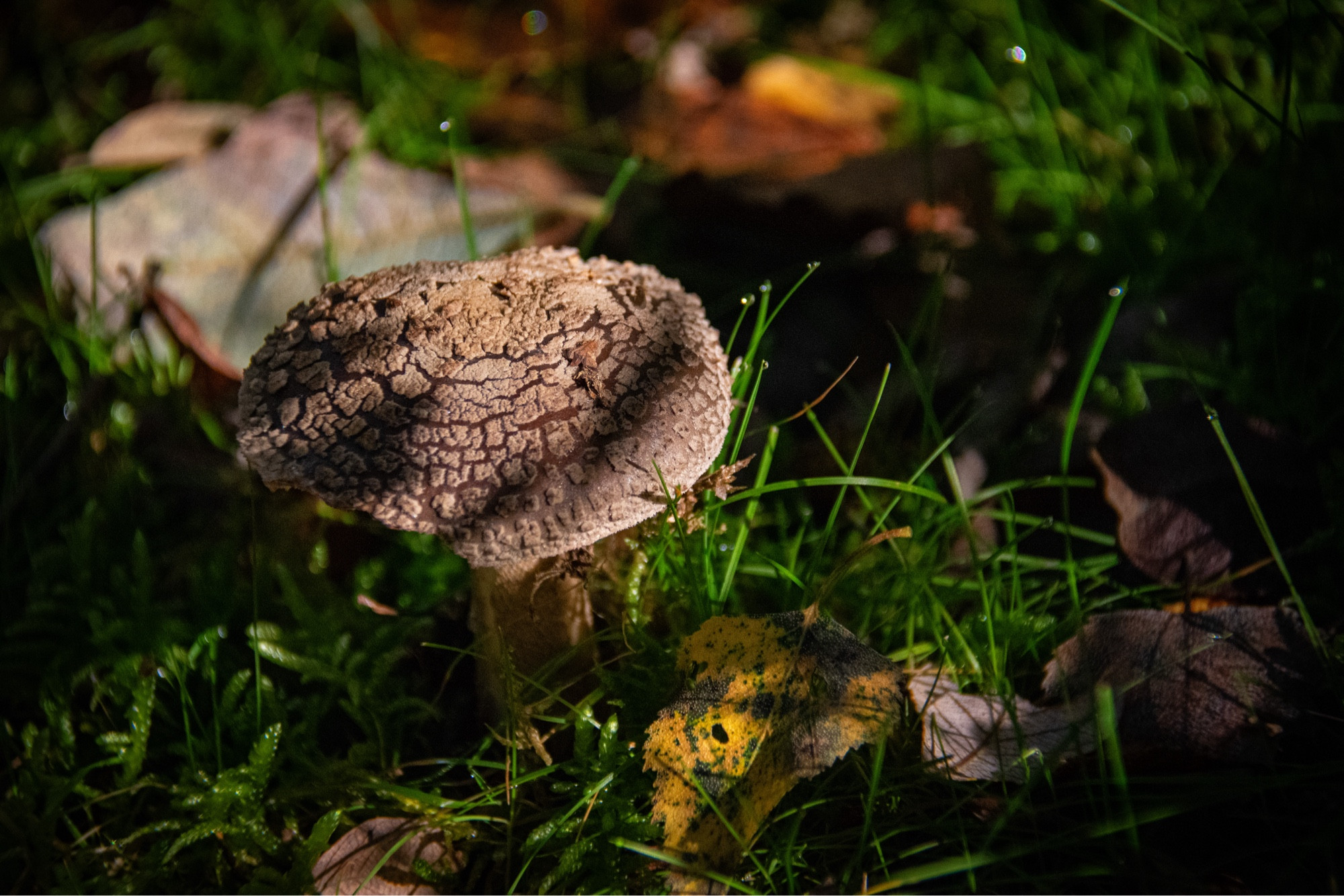 a brown mushroom with a cracked crust on its cap, artfully lighted sitting in the grass and leaves