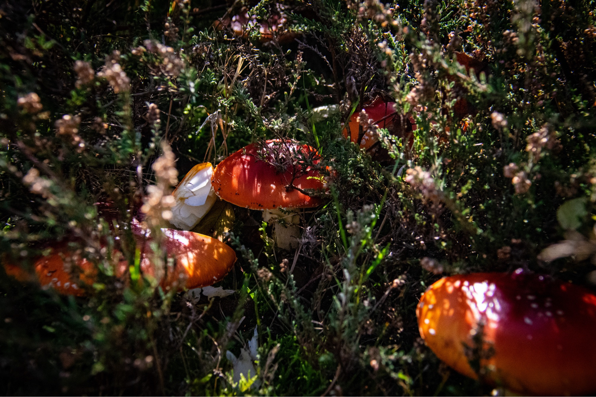 several big red fly agaric mushrooms in a green bush