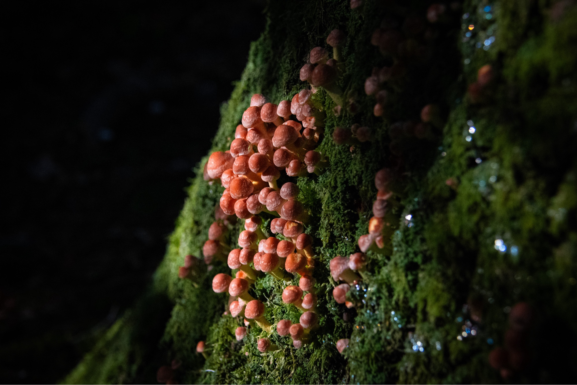 small brown mushrooms sat on a mossy tree stump, artfully lighted