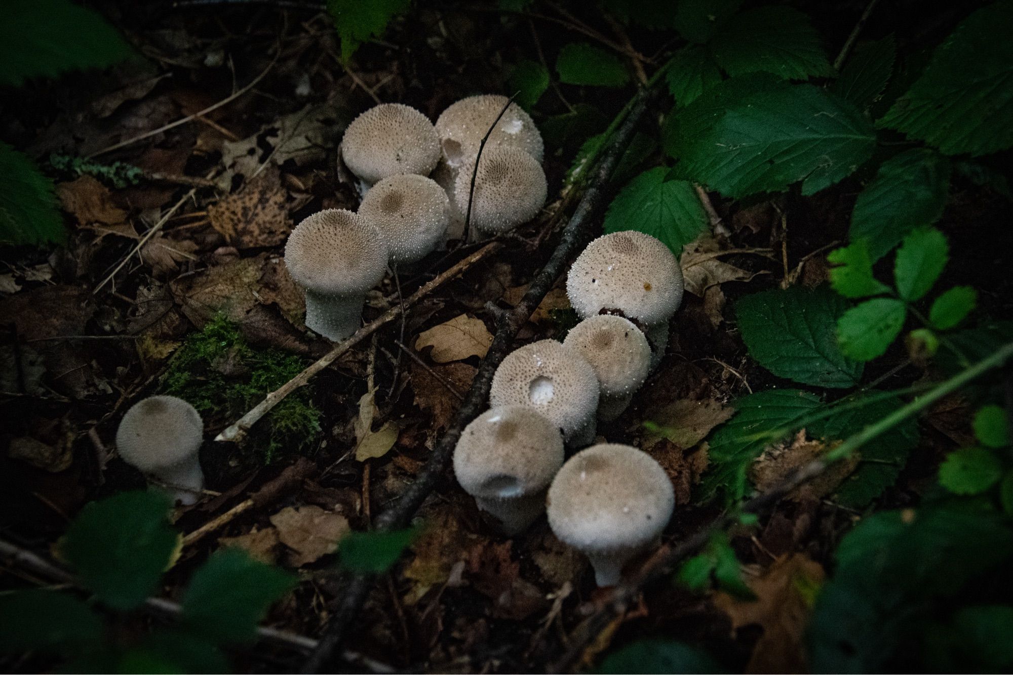 several young puffball mushrooms