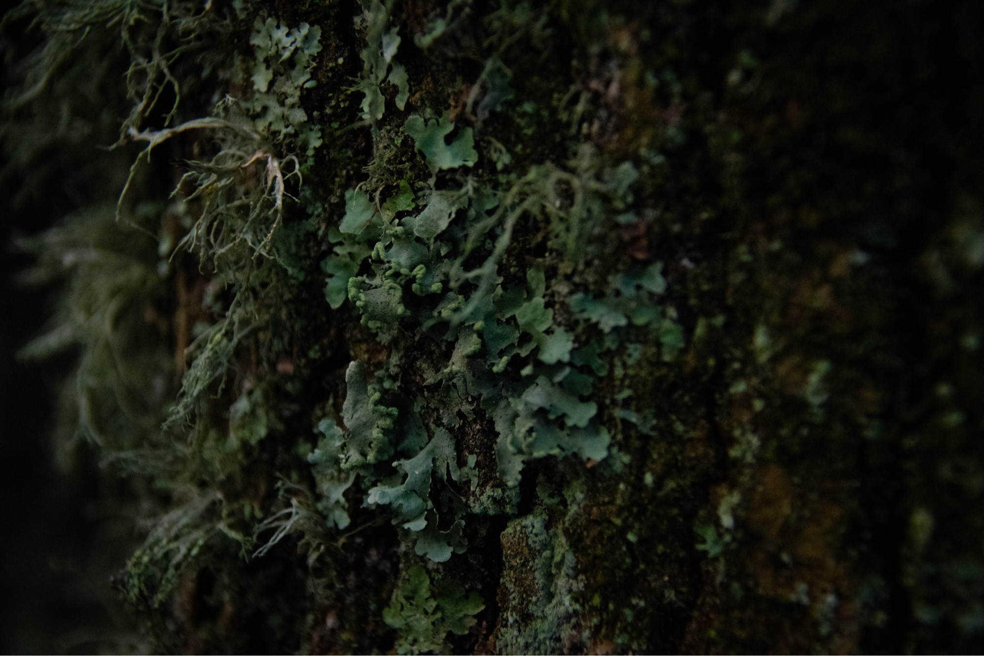 macro shot of a tree trunk covered in various lichen genus