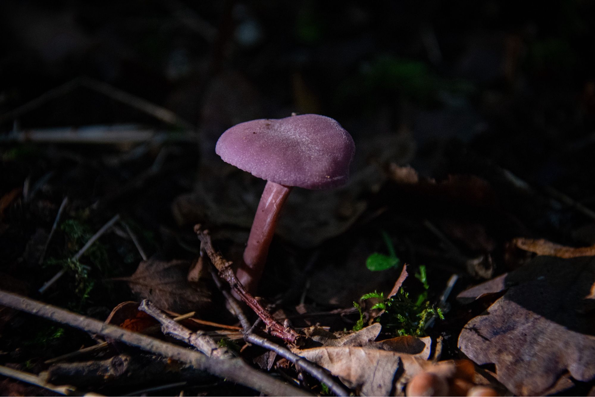 small purple mushroom