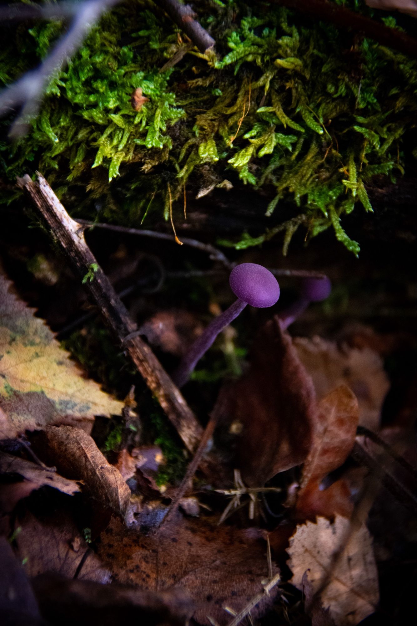 small purple mushroom