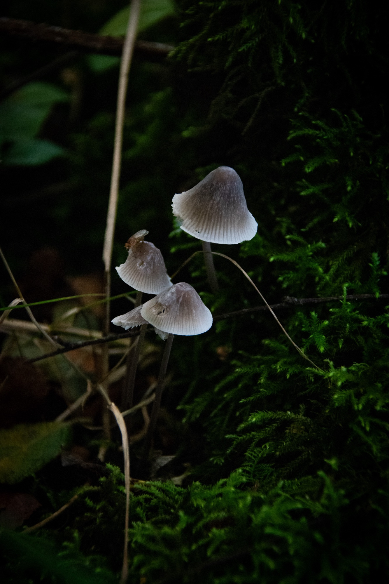 little pointy mushrooms; the cap is black/dark grey at the tip/centre, leading to a white brim