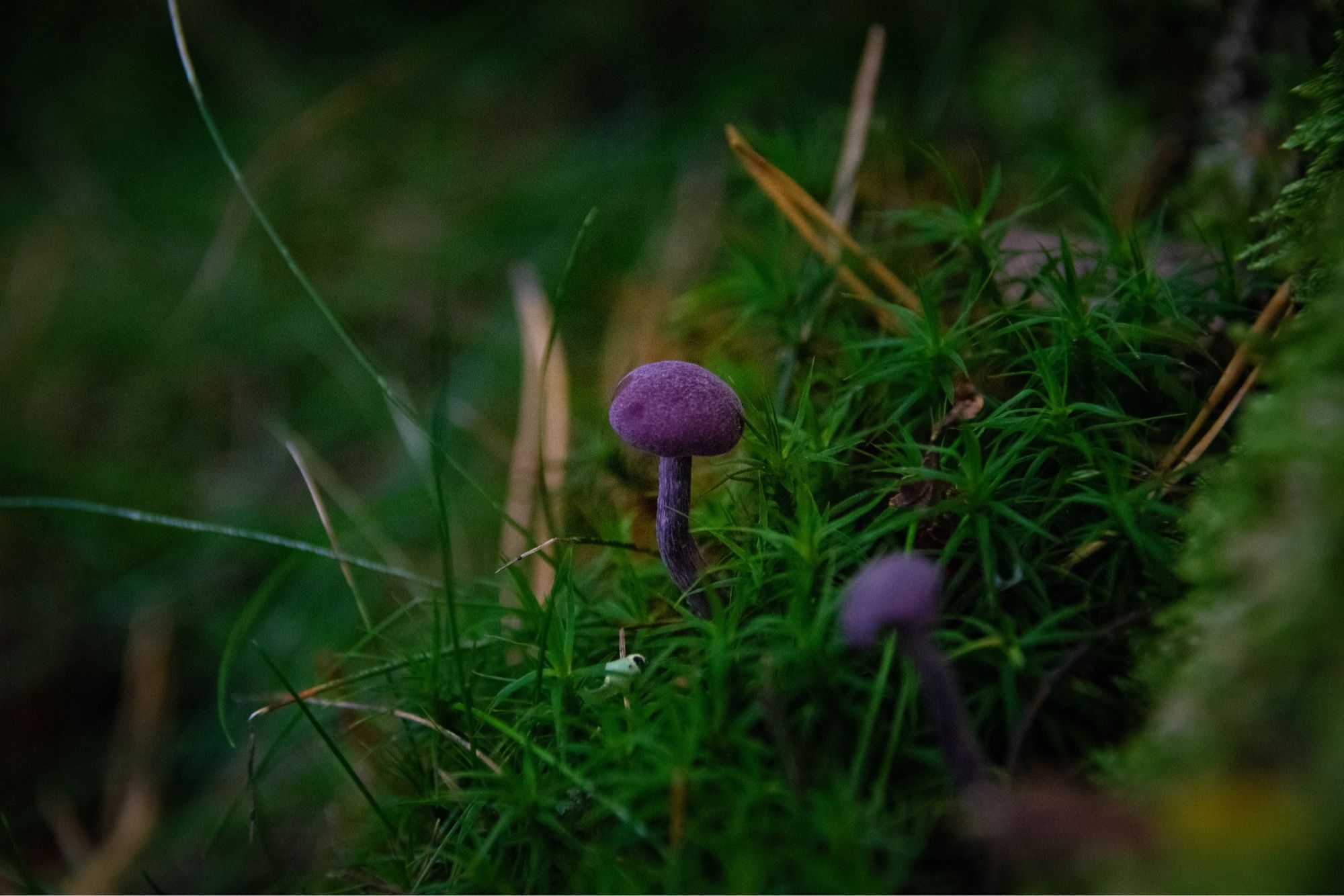 small purple mushroom, a smaller purple mushroom out of focus in the foreground