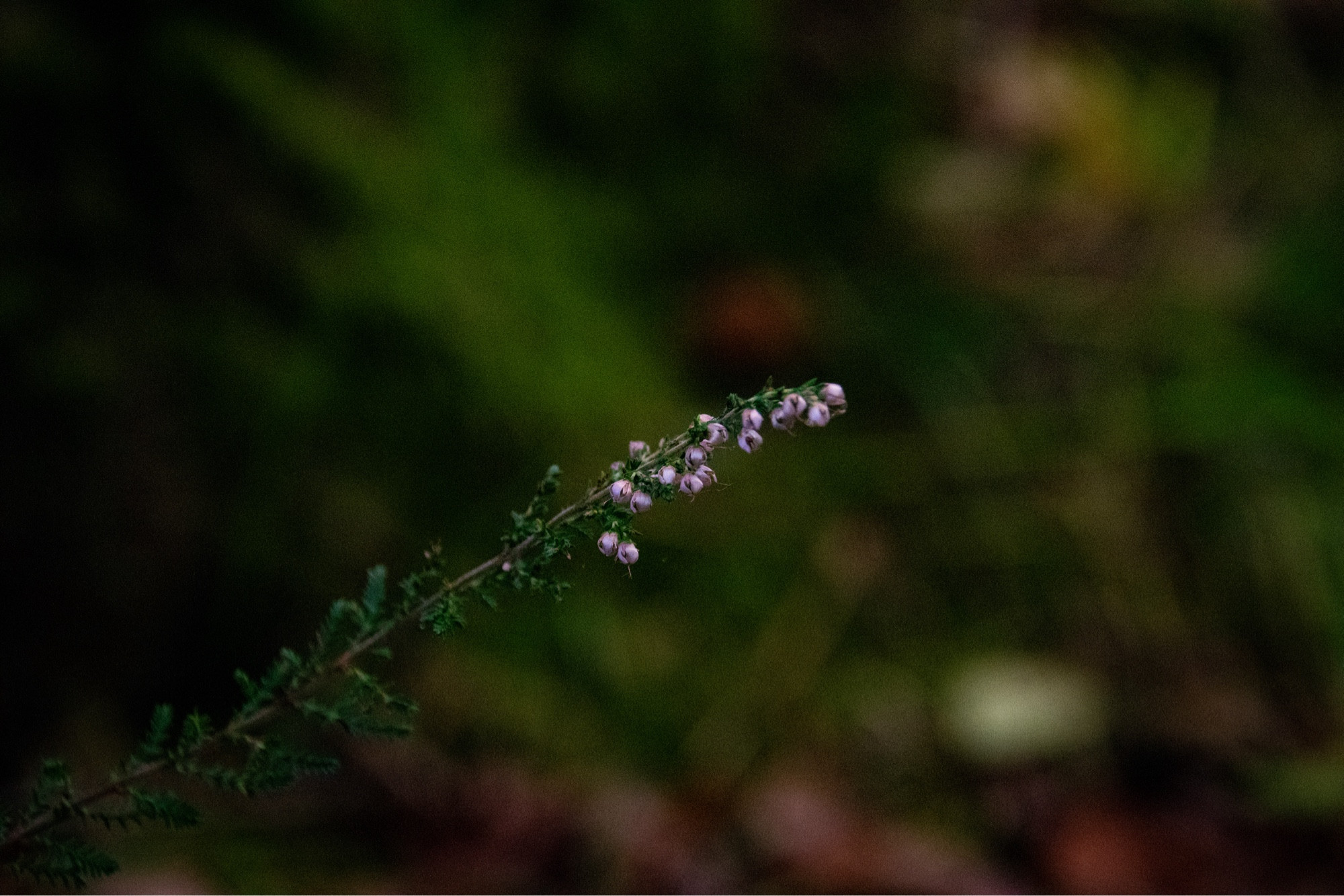 a long thing plant with little tufts of green leaves going up to tiny pink flowers at the tip