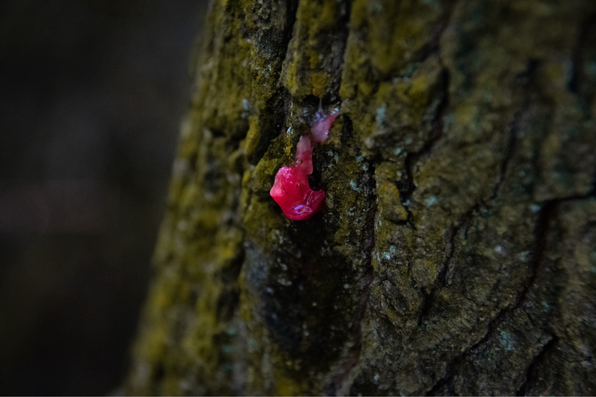 a small piece of red jelly fungus on a lichen covered tree trunk