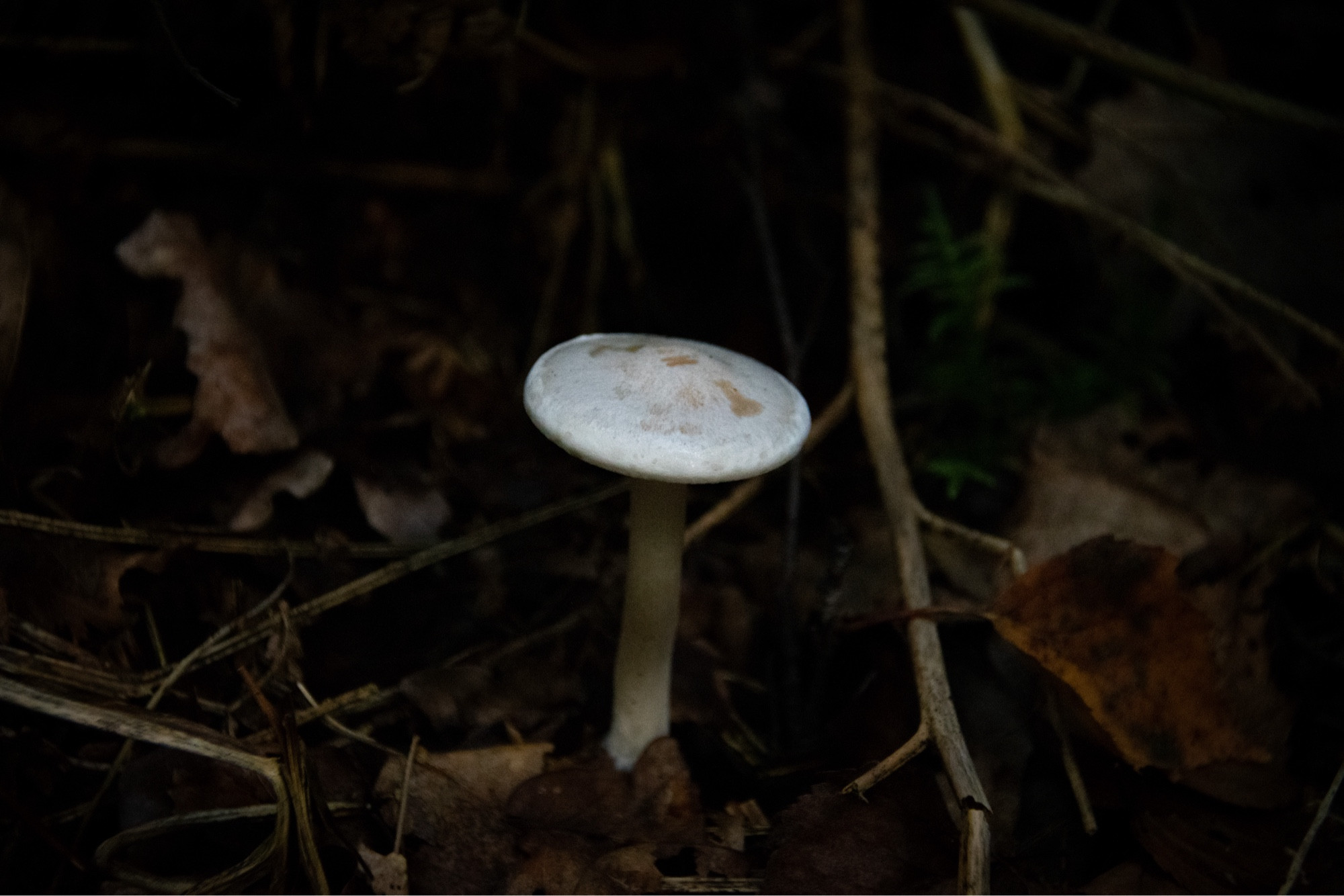 an all white mushroom with a flat cap, sat in brown leaves and twigs