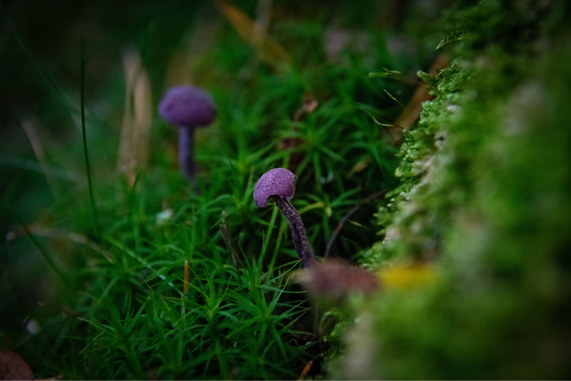 2 very small amethyst deceiver mushrooms in some lush green moss. focus fixed on the one in the foreground