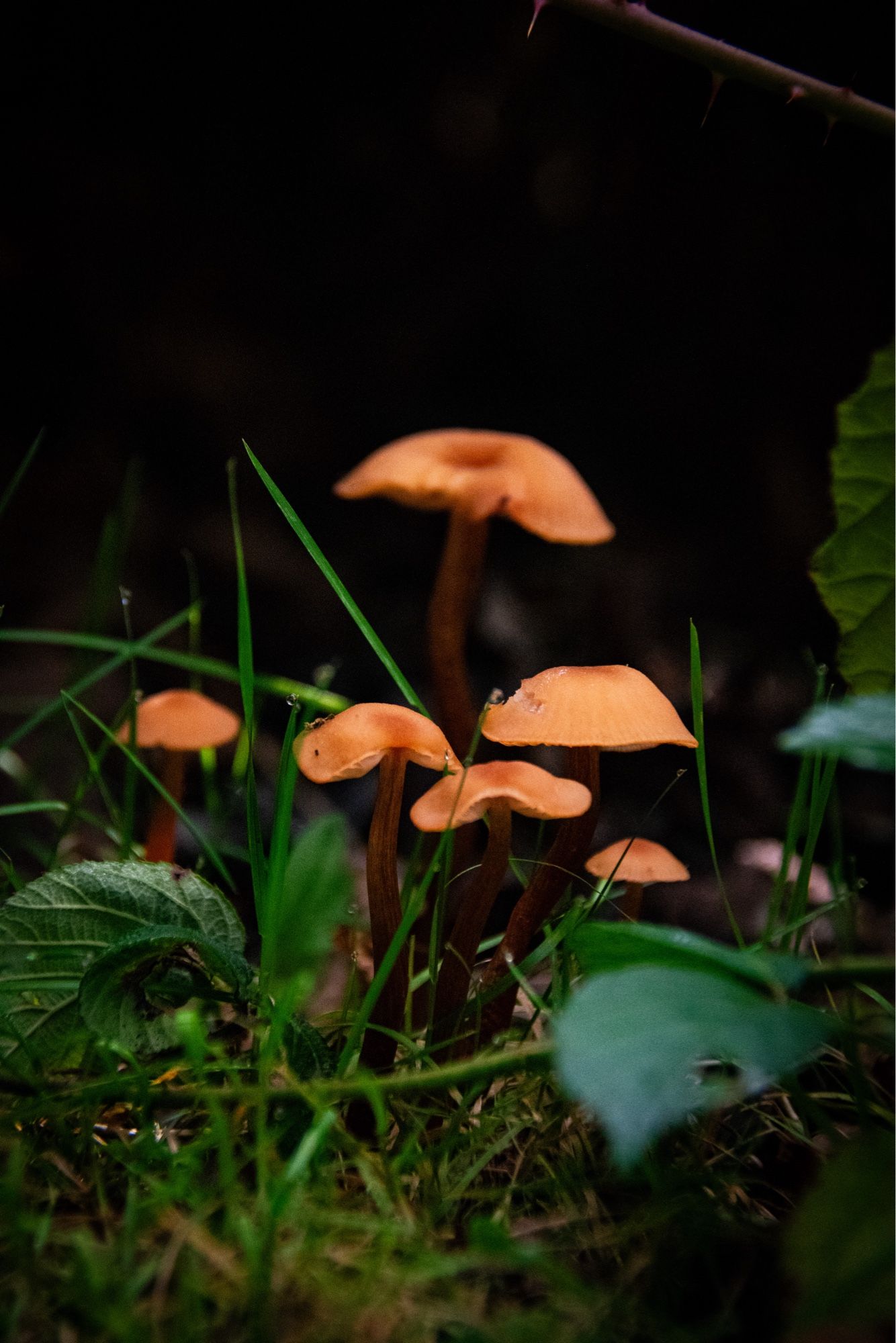 five small orange mushrooms of varying heights, framing from ground POV, focus fixed on the 4 shorter ones in the foreground.