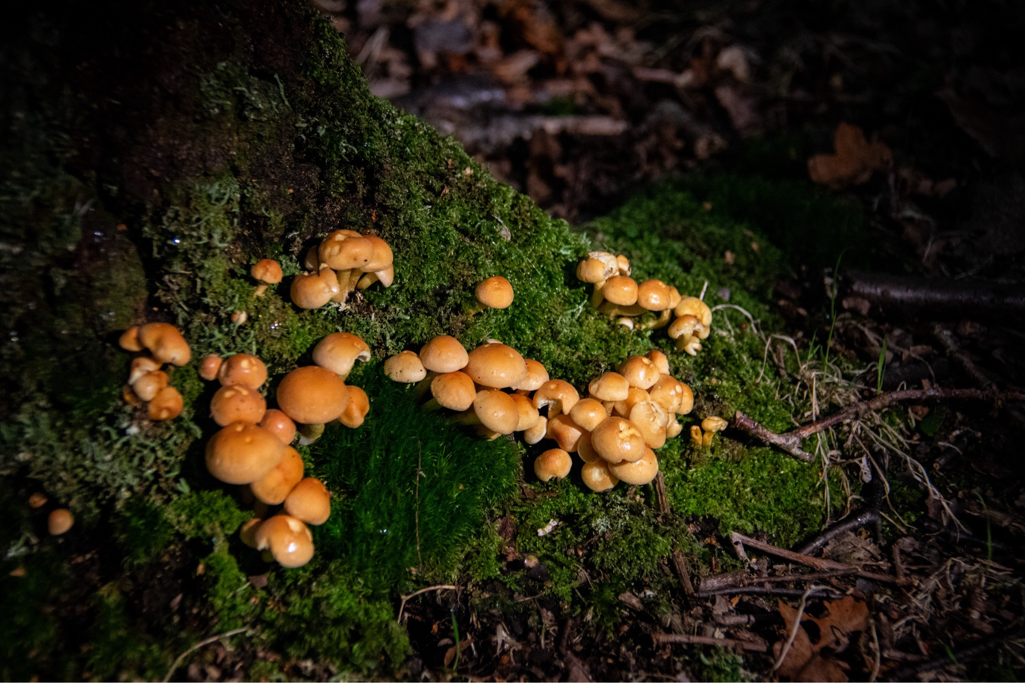 multiple small brown mushrooms on a mossy log