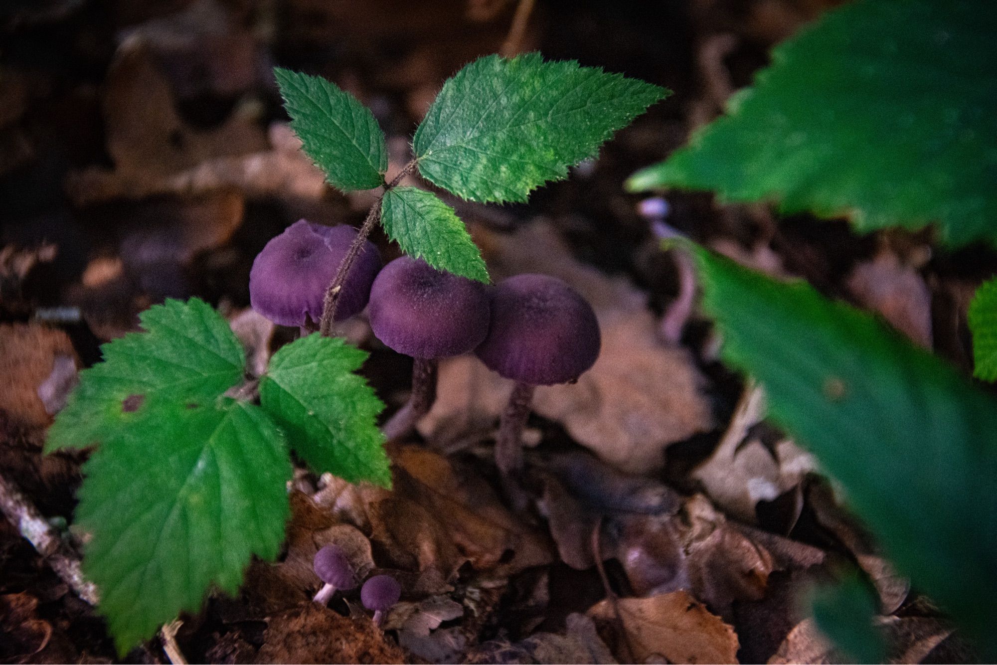 3 small purple mushrooms partially obscured by green leaves