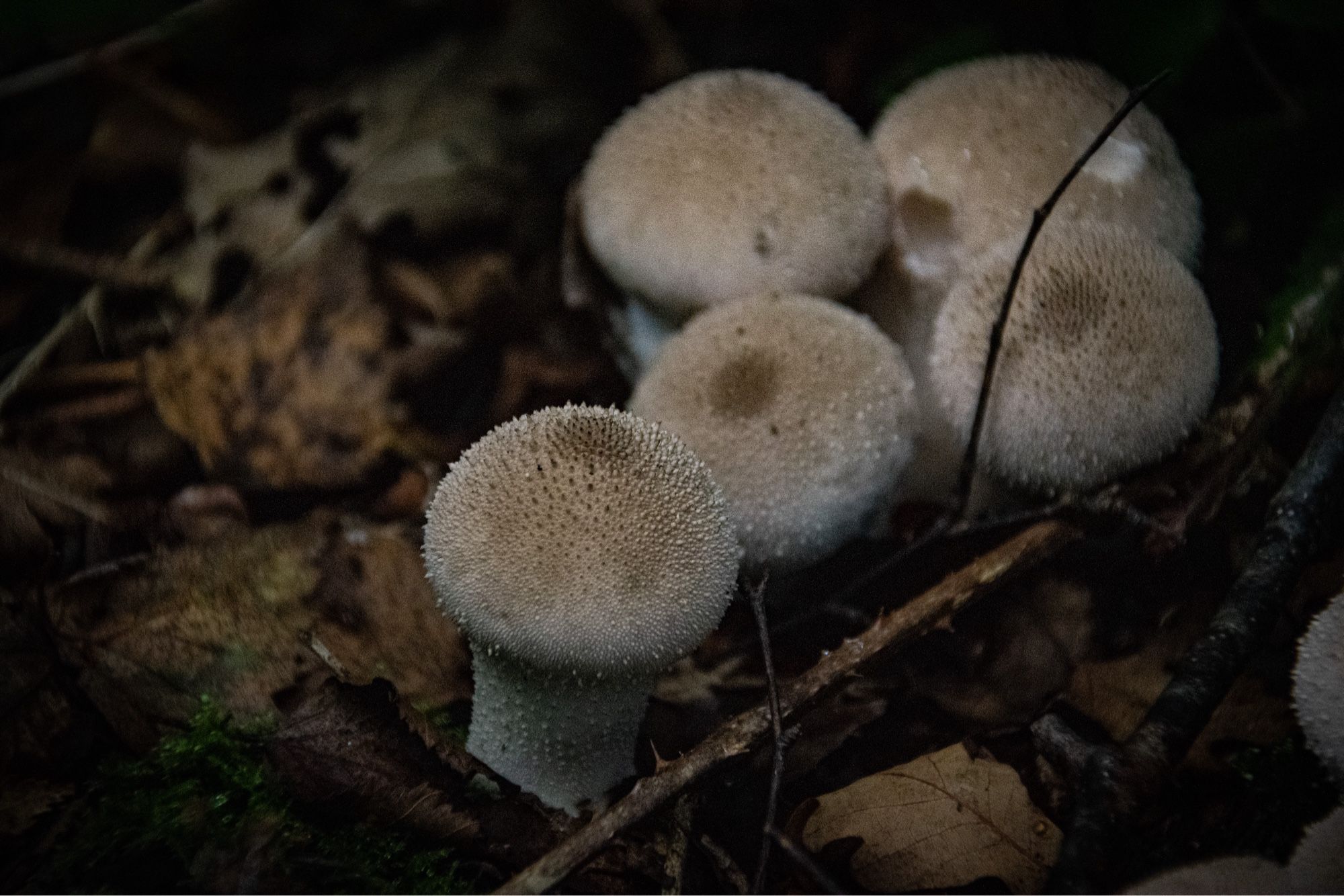 several young puffball mushrooms