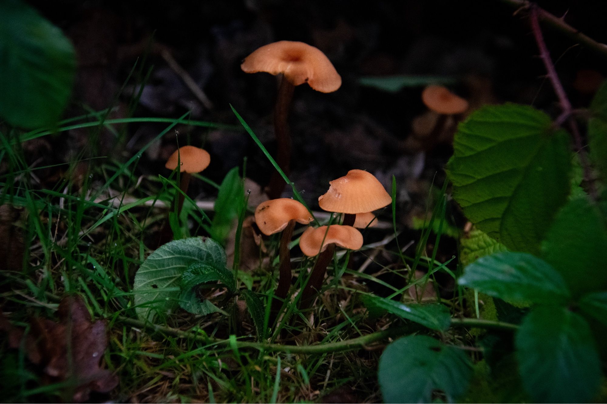 five small orange mushrooms of varying heights, framing from slightly above.