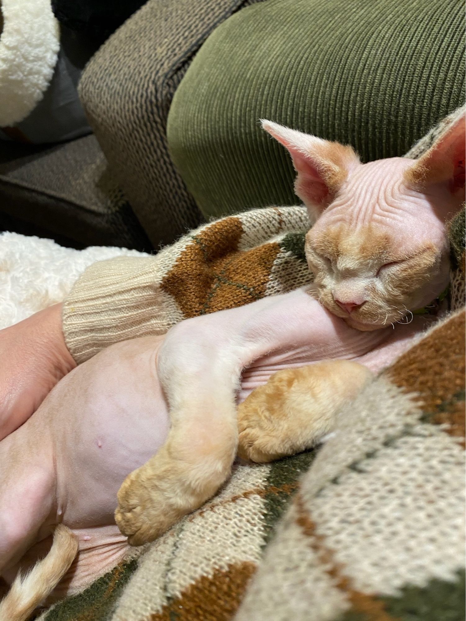 Devon Rex kitten all snuggled up. He has the most adorable belly.