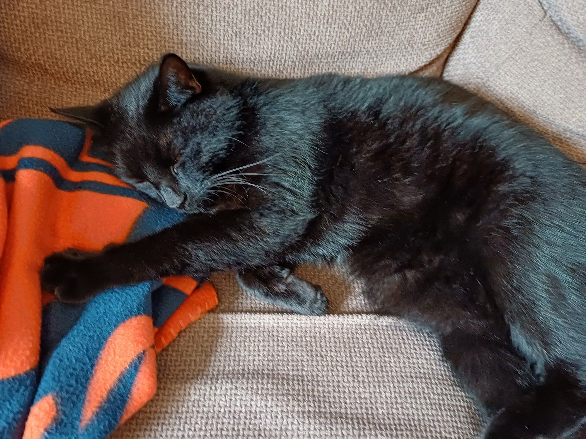 A sleeping black cat on the sofa who, in spite of having his eyes closed, still manages to look pleased with himself and all his life choices to this point.