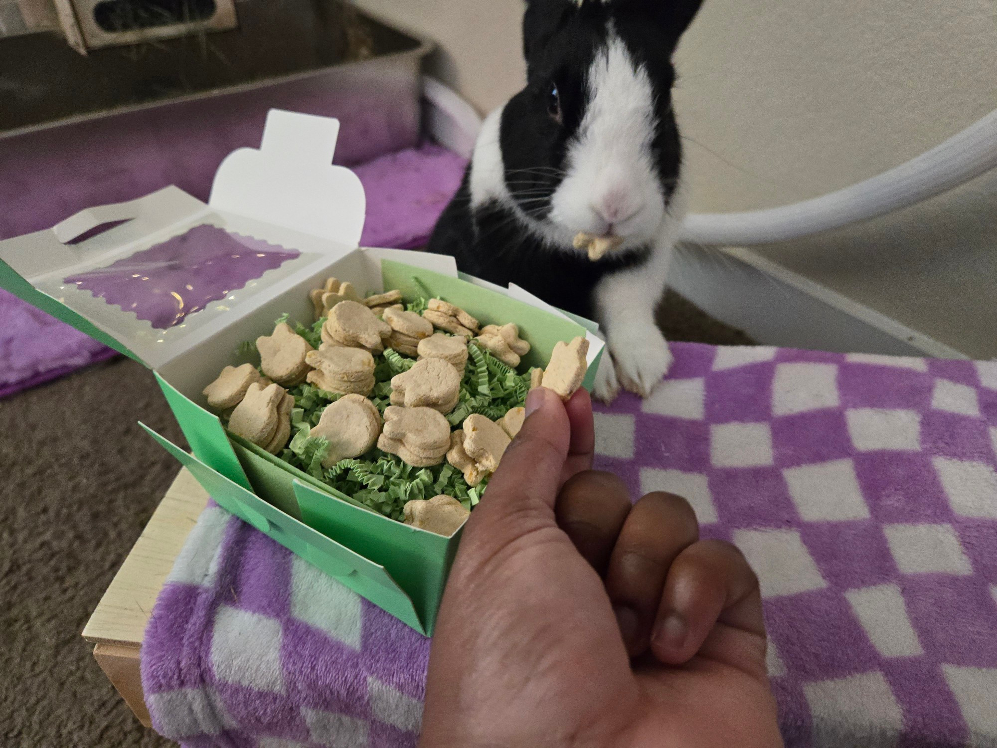 Dutch Rabbit named Lola eating a bunny shaped treat from hand