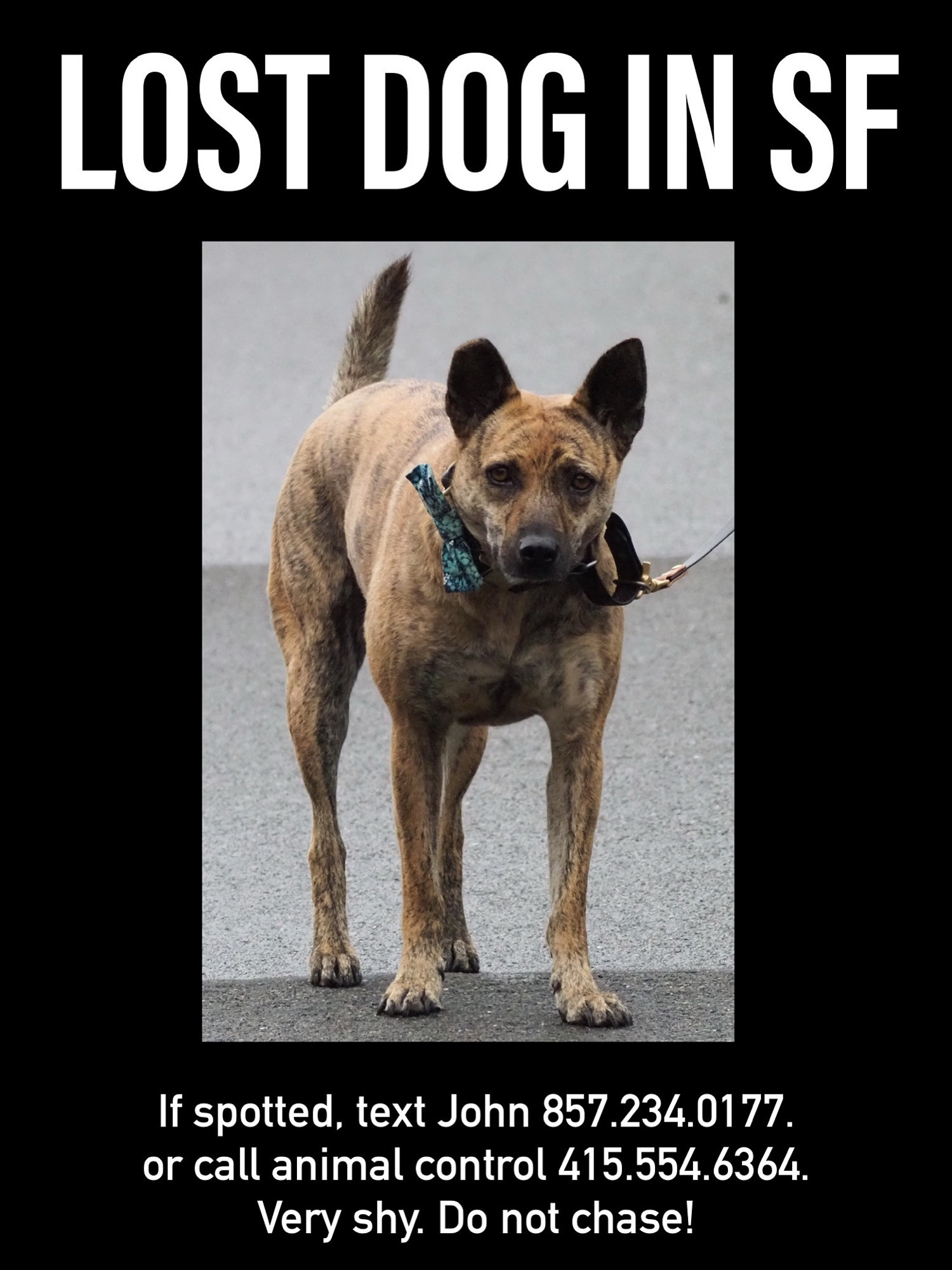 Lost dog in SF.
If spotted text John 8572340177 or call animal control 4155546364.
Very shy. Do not chase!

Dog pictured is about 35 pounds, lean, brown brindle coat with black stripes, large pointed ears like a heeler, and dark muzzle.