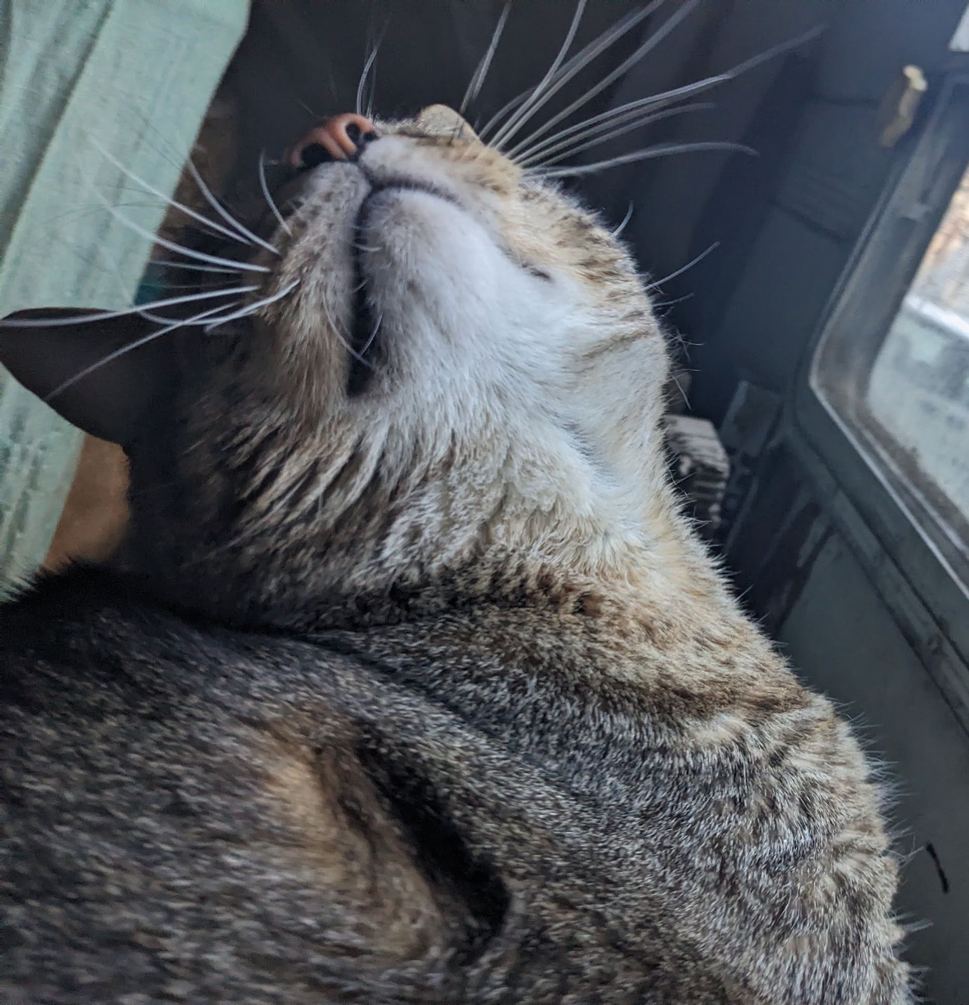 Waffles the three-legged, chonky, tabby cat, sitting by the window, looking up.