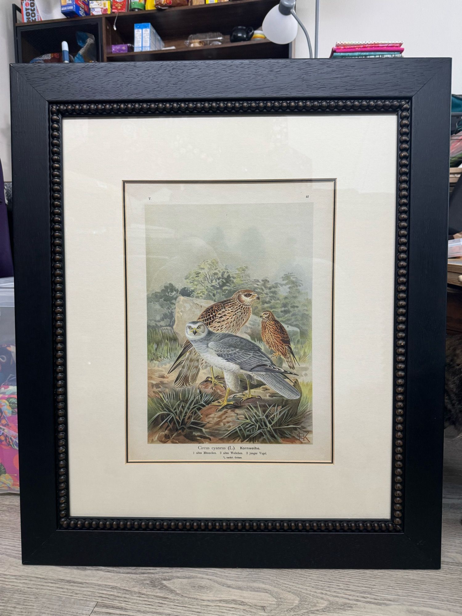 A custom framed lithograph of three birds: the hen harrier, or kornweihe. The adult male, adult female and juvenile stage of the bird are featured in this print.