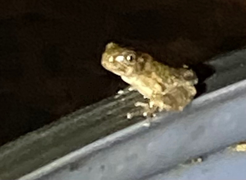 A very young tree frog perched on the edge of a rain barrel with the cover off. 