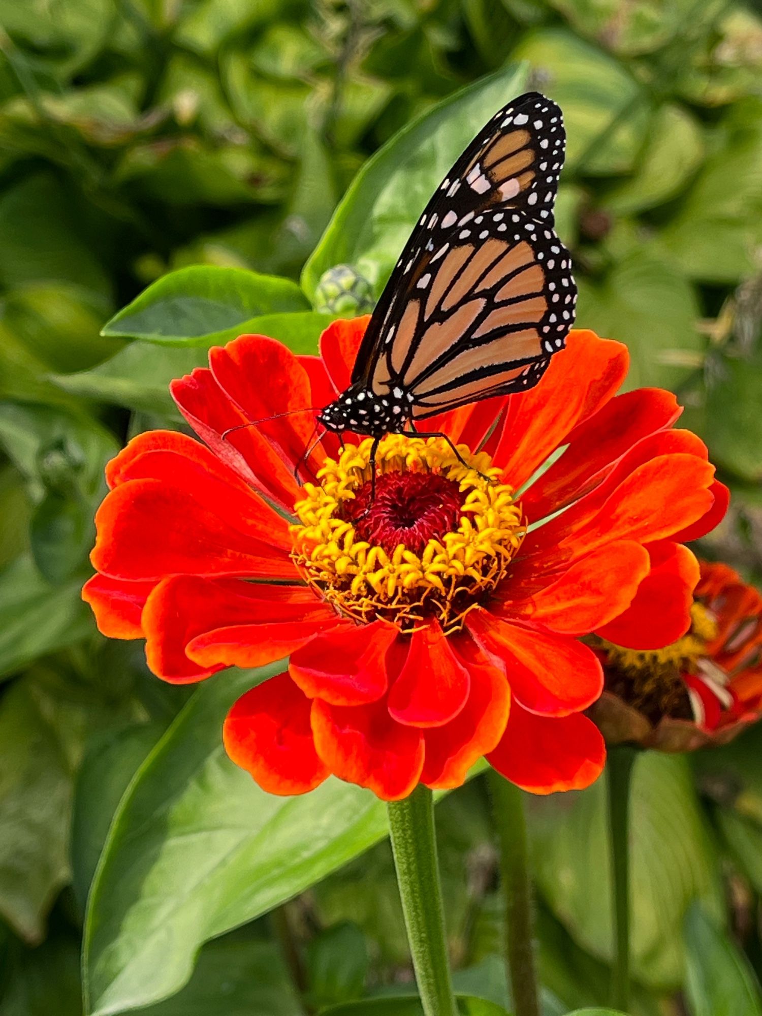 A black and orange butterfly (monarch?) enjoying a red and yellow Zinnia flower.