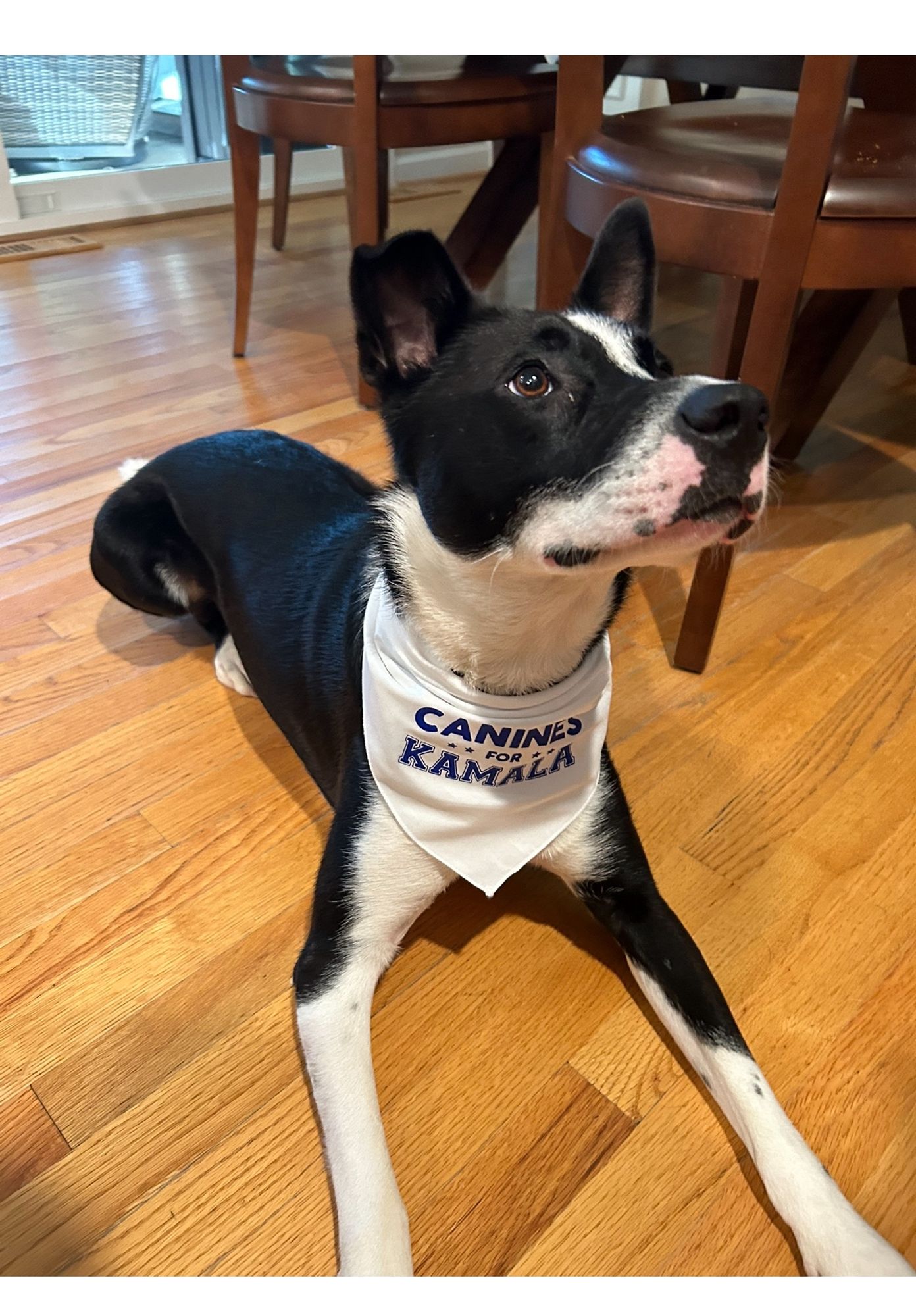 Otto wearing a Canines for Kamala handkerchief