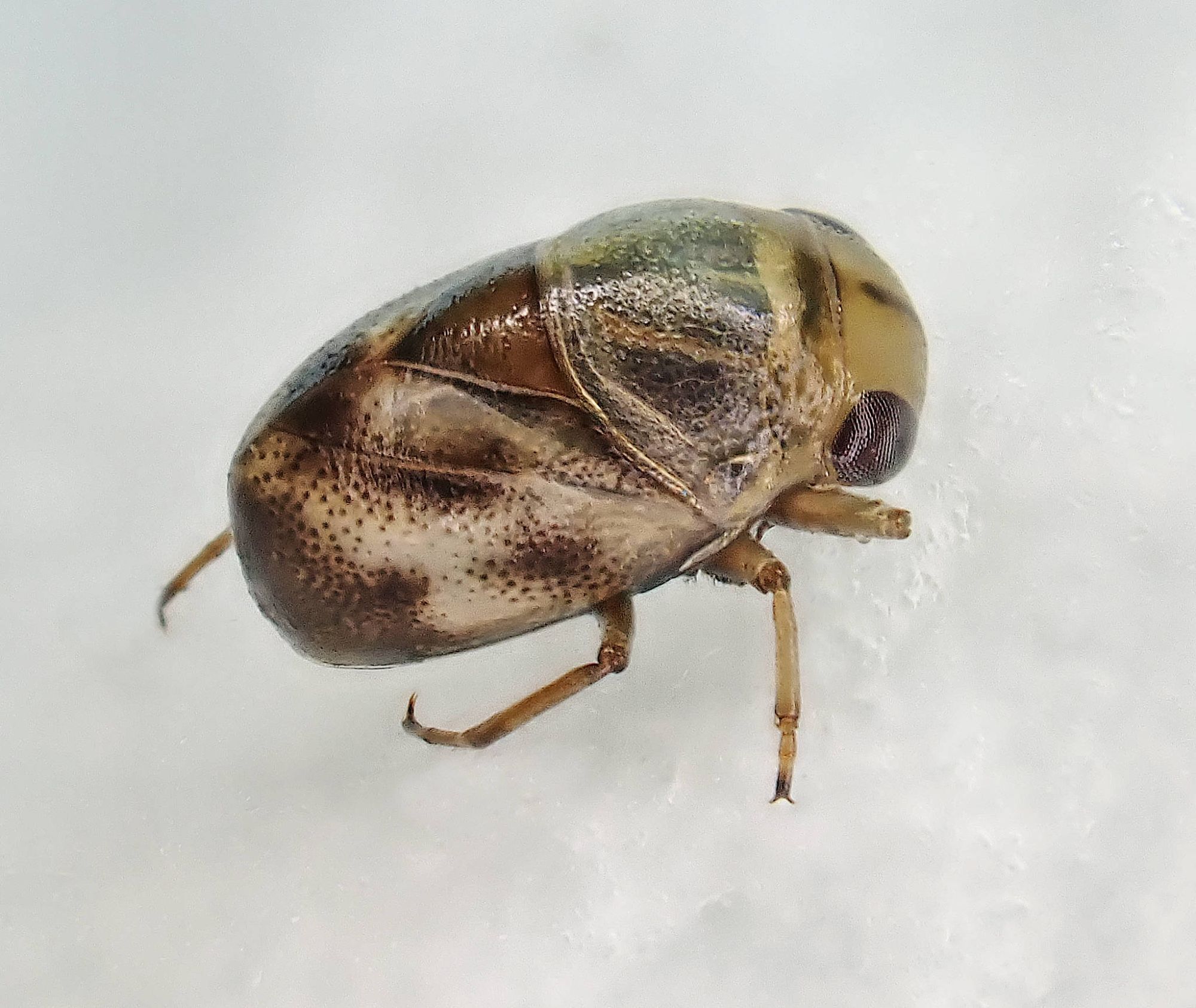 Pygmy Backswimmer, Plea minutissima