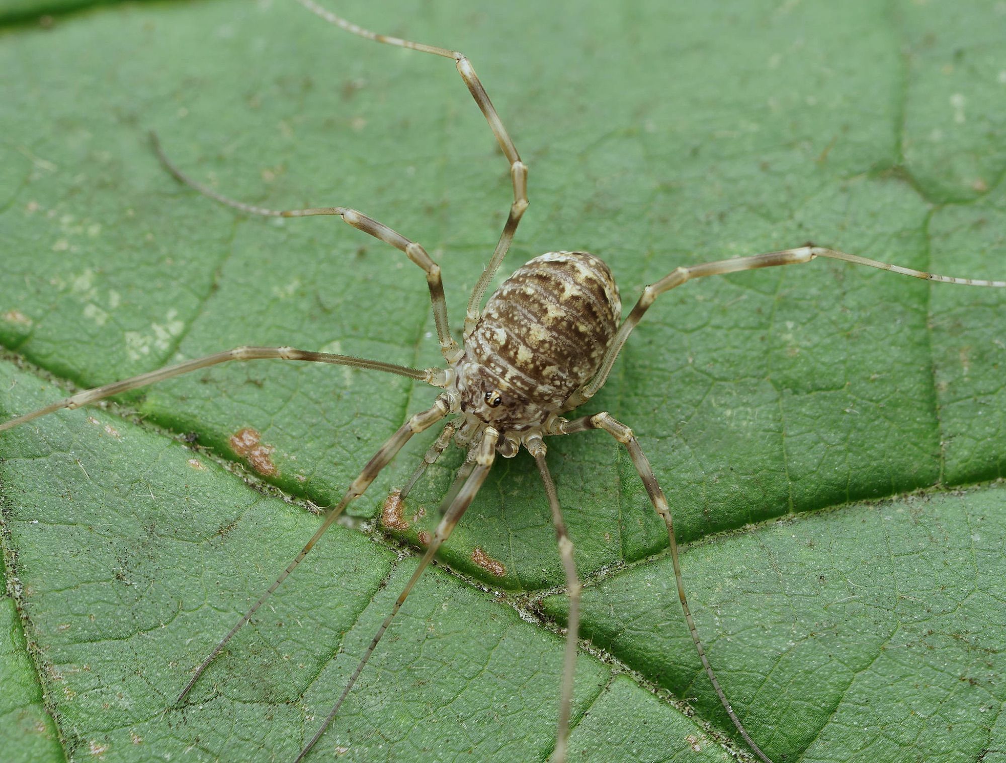 Opilio saxatilis