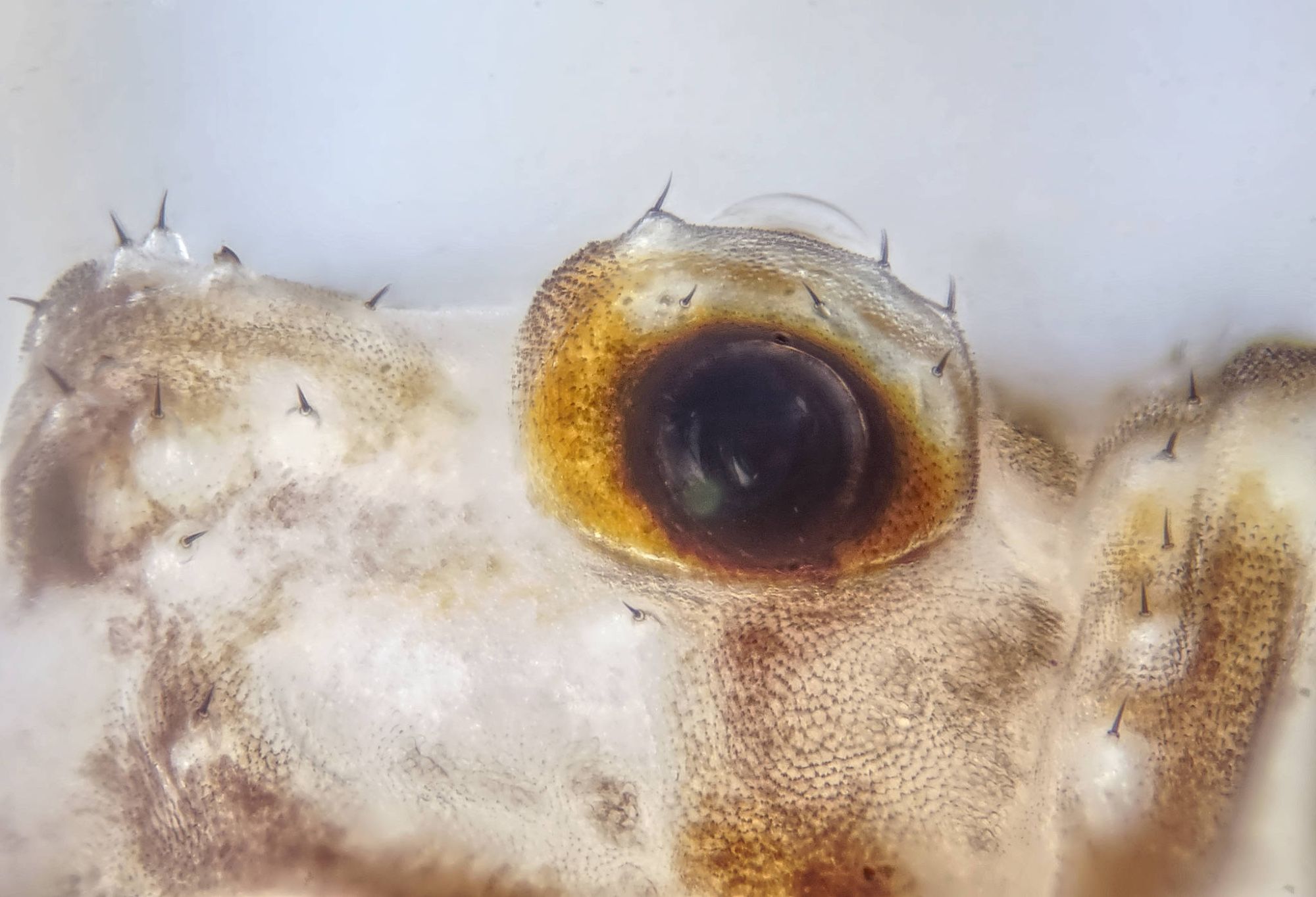 Opilio saxatilis ocularium